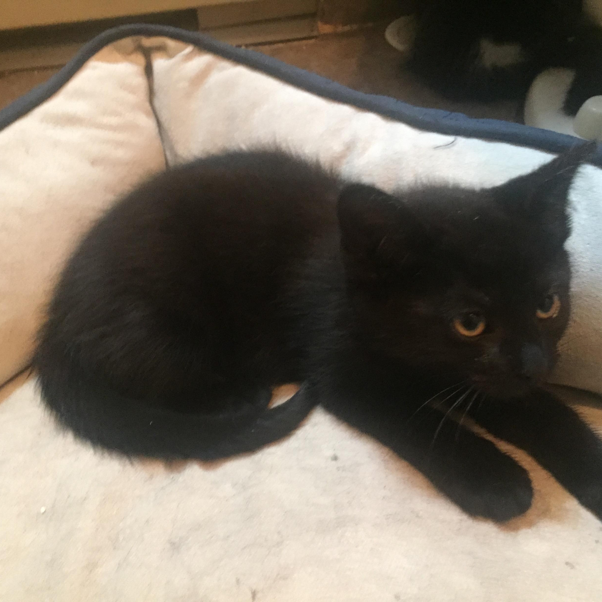 Lilou