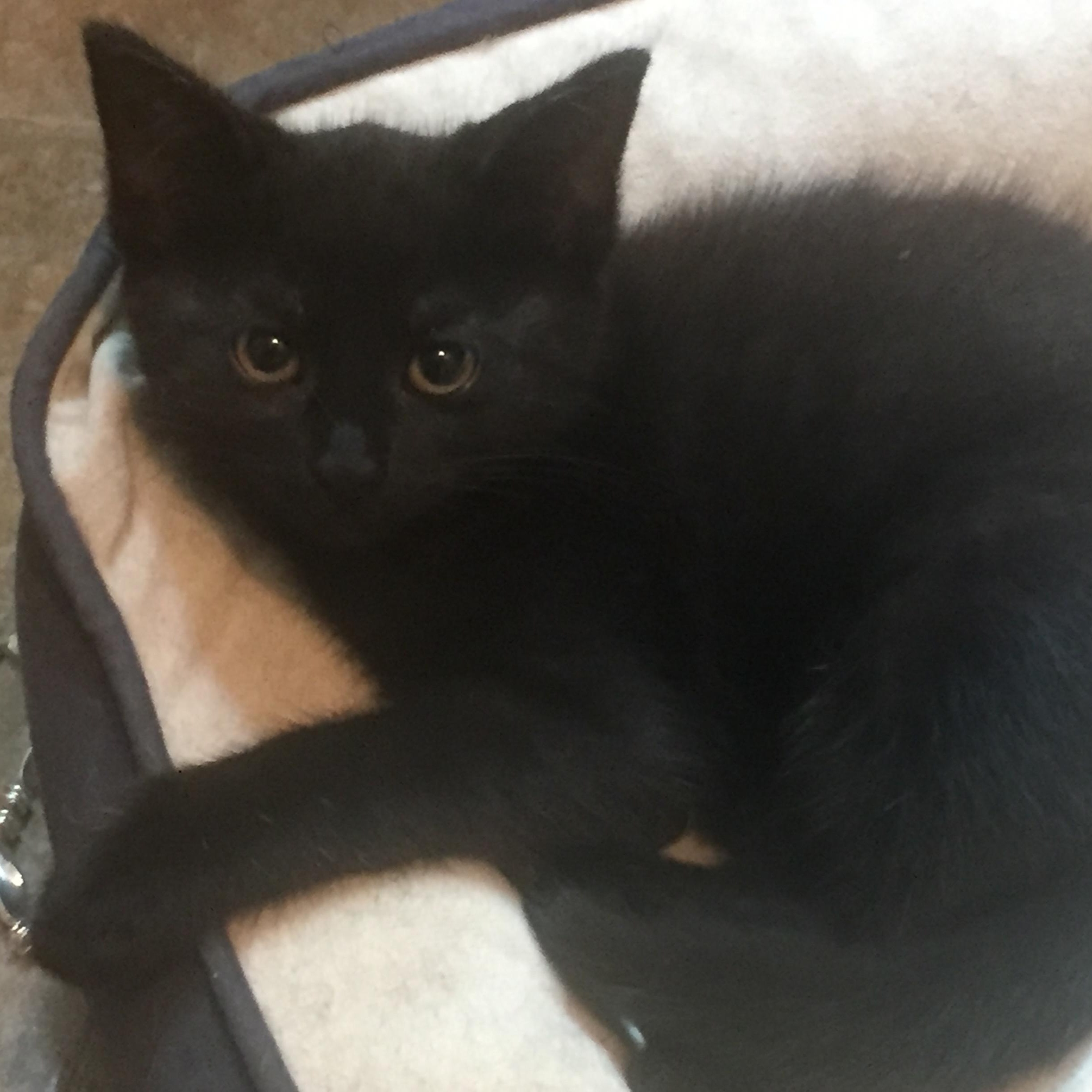 Lilou