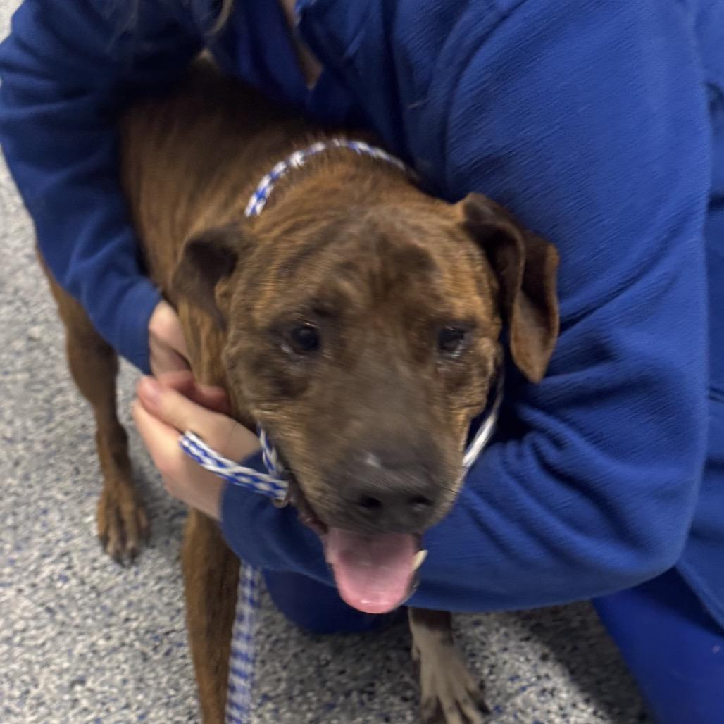 Enlarge Ghost, a Adoptable mixed breed in Greenville, SC image 1/2