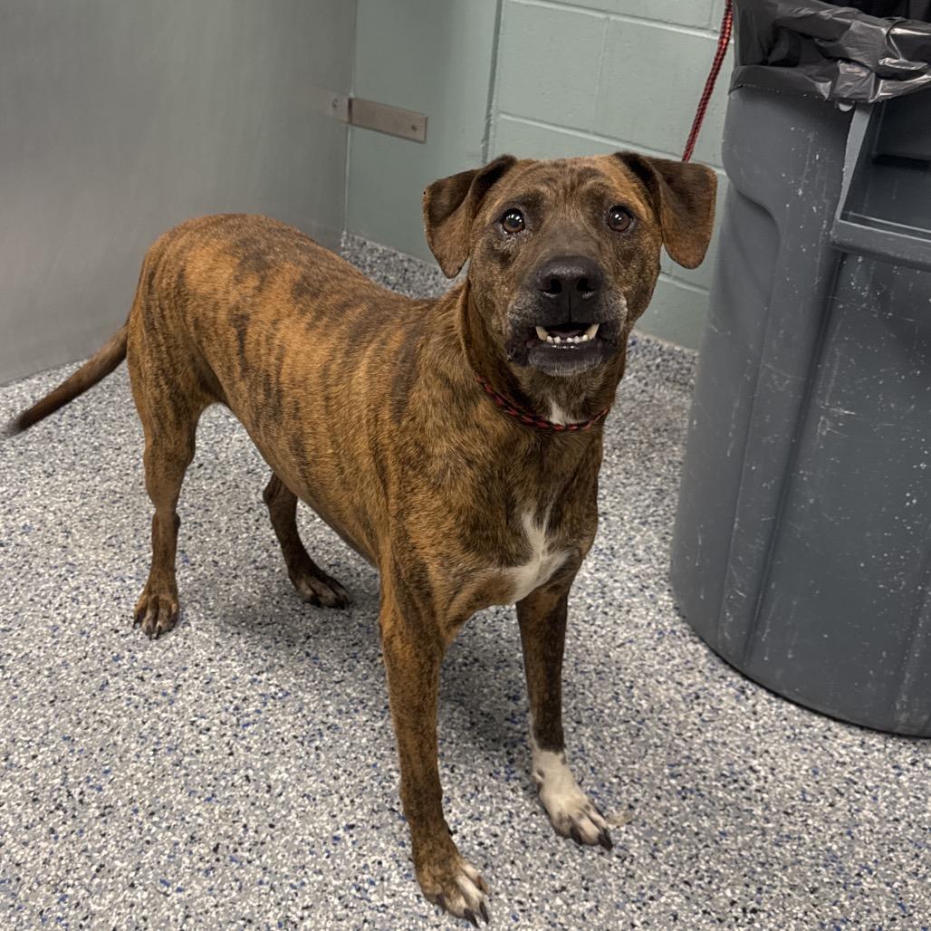 Enlarge Ghost, a Adoptable mixed breed in Greenville, SC image 2/2