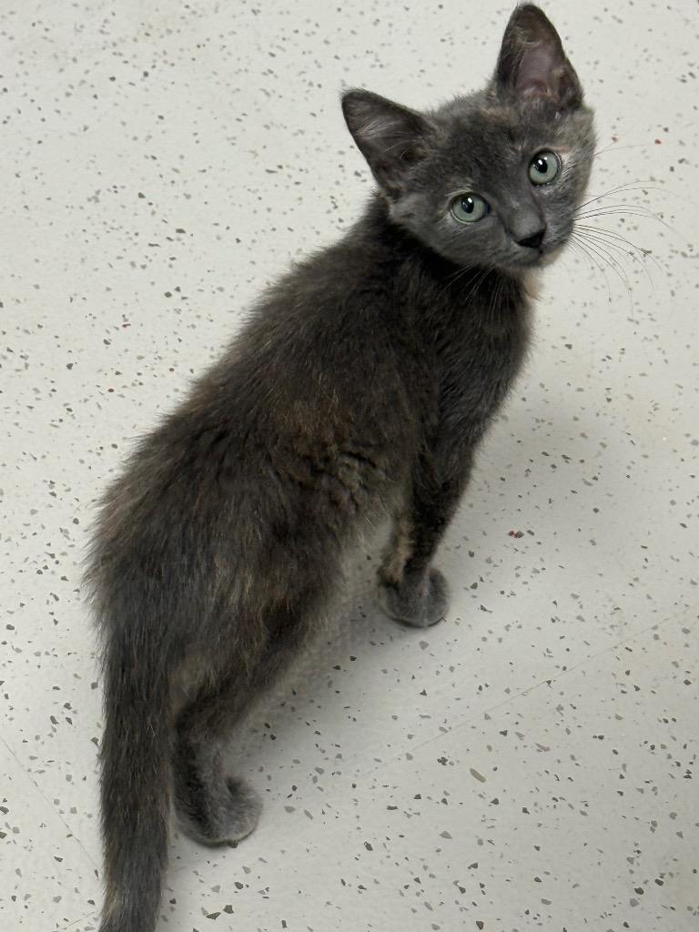 Sam, Adoptable, Kitten Female Domestic Short Hair.
