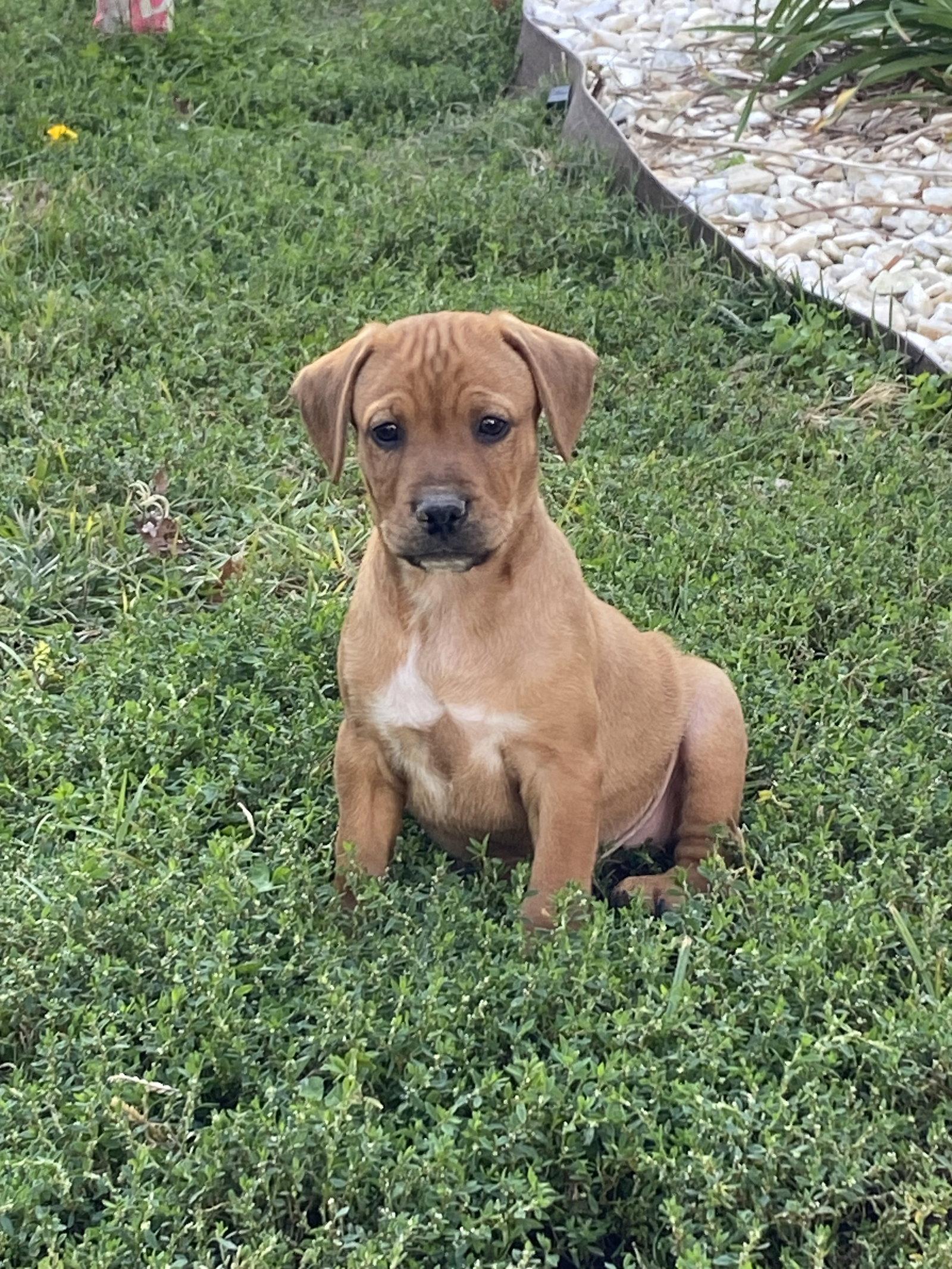 Enlarge Patch, a Adoptable mixed breed in Barnhart, MO image 1/3