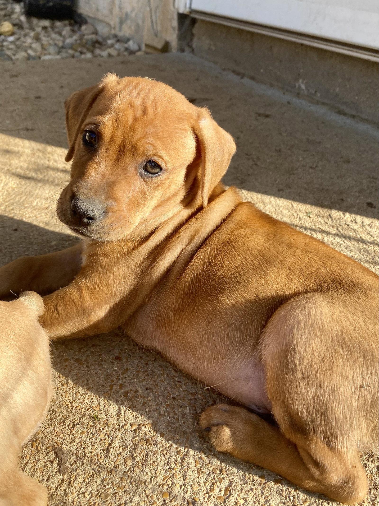 Enlarge Patch, a Adoptable mixed breed in Barnhart, MO image 2/3