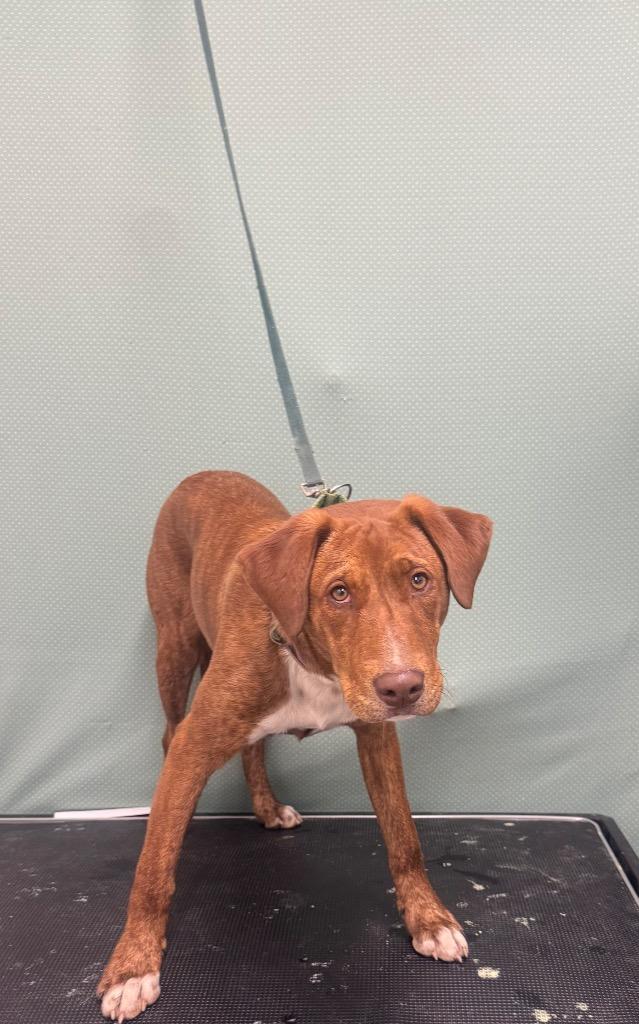 Enlarge Vincent-Adoptable, a Adoptable mixed breed in Chickamauga , GA image 1/1