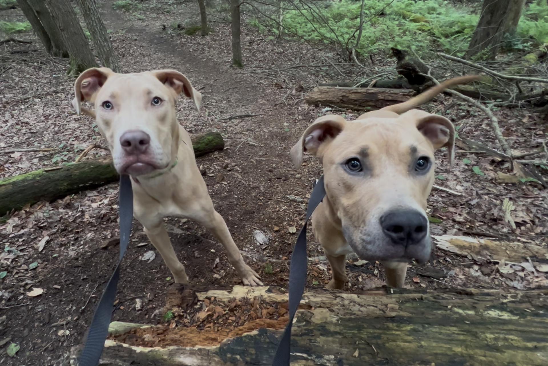 Enlarge USO, a Adoptable mixed breed in Millerstown, PA image 2/6