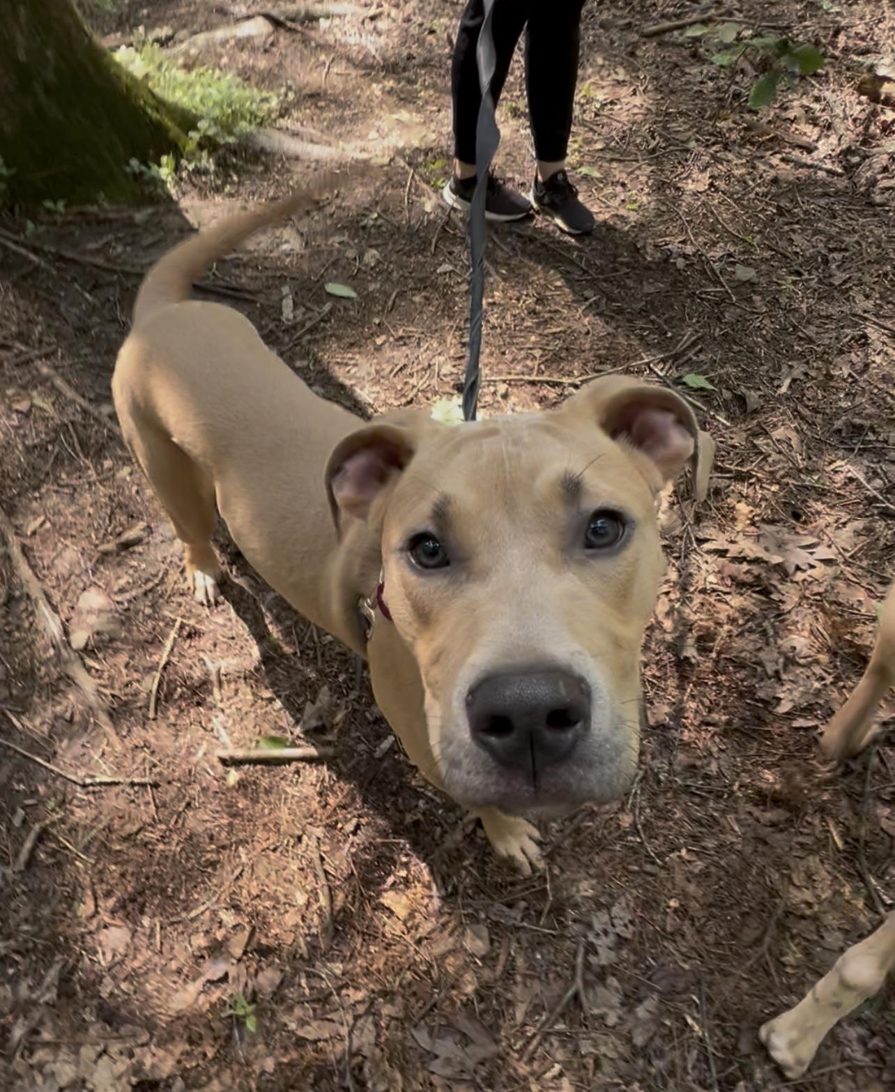 Enlarge USO, a Adoptable mixed breed in Millerstown, PA image 3/6