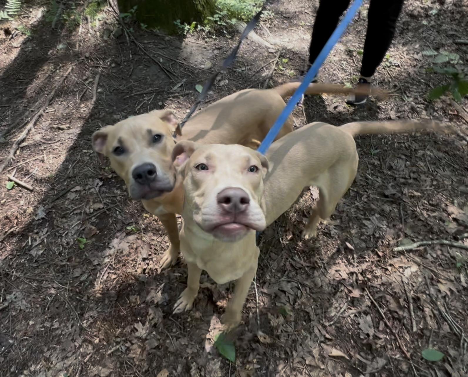 Enlarge USO, a Adoptable mixed breed in Millerstown, PA image 5/6