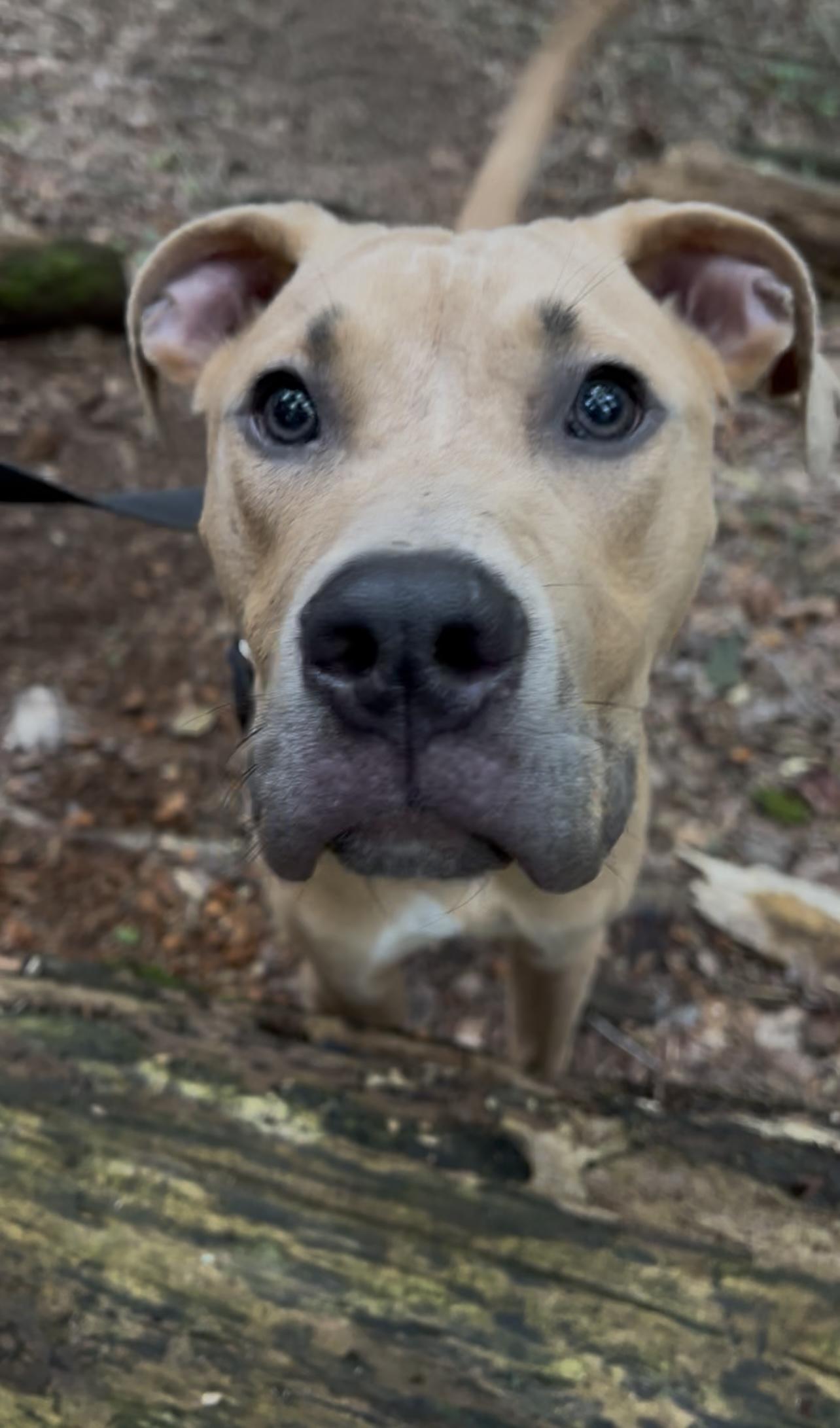 Enlarge USO, a Adoptable mixed breed in Millerstown, PA image 6/6