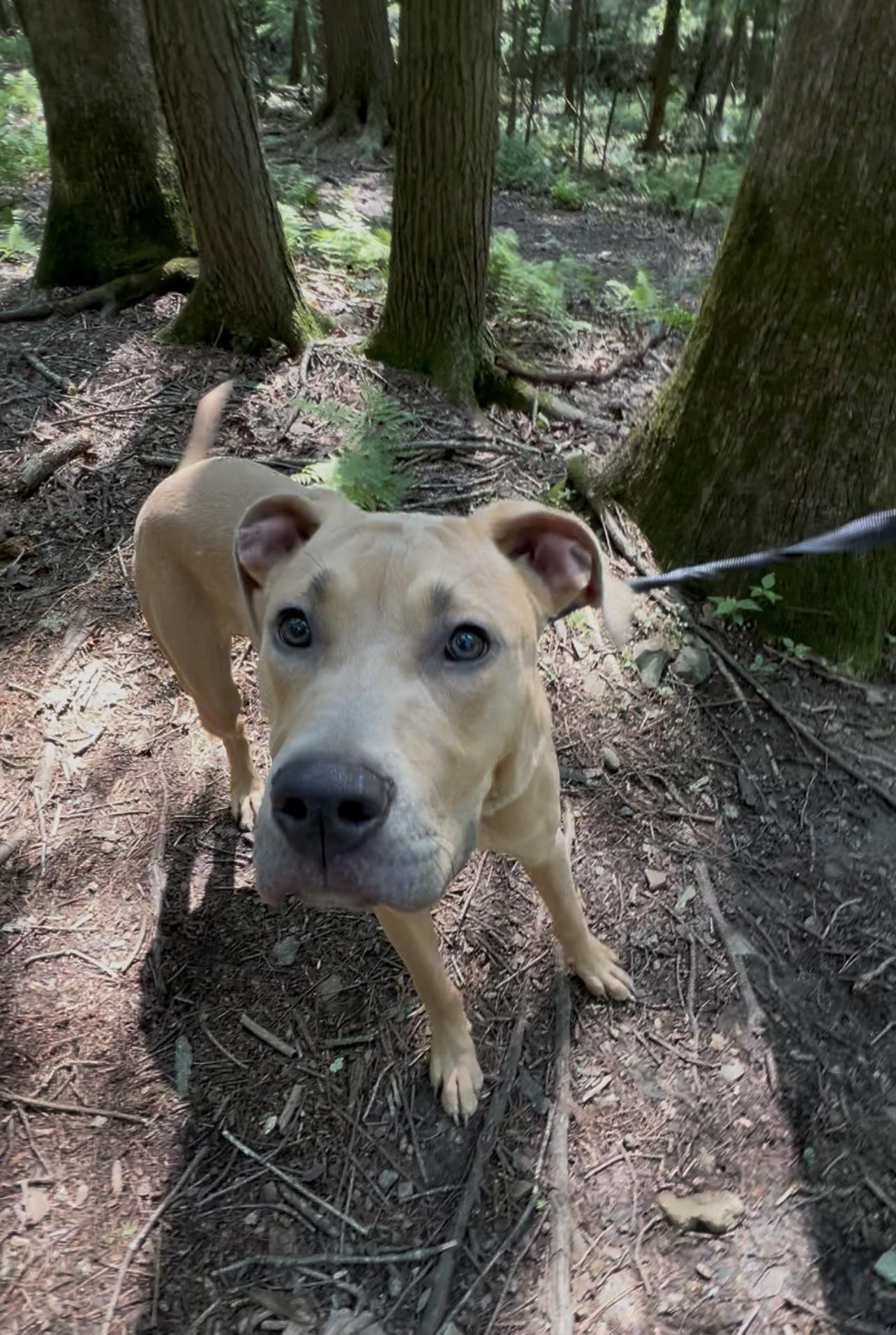 Enlarge USO, a Adoptable mixed breed in Millerstown, PA image 4/6