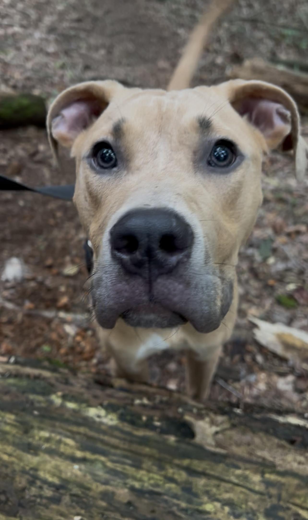 USO, Adoptable, Young Male Great Dane & Labrador Retriever.