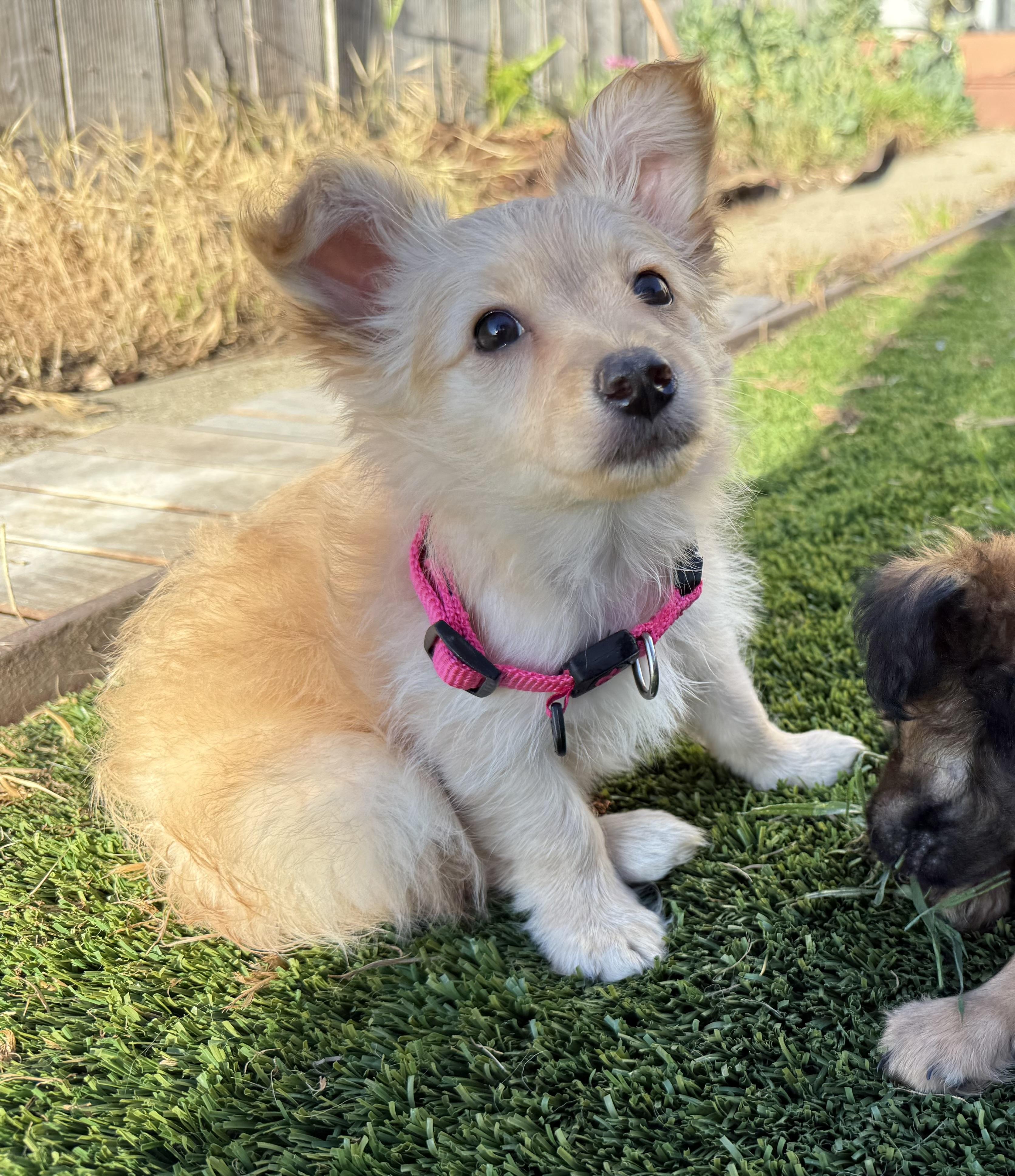 Enlarge Chai, an adopted mixed breed in San Francisco, CA image 6/6