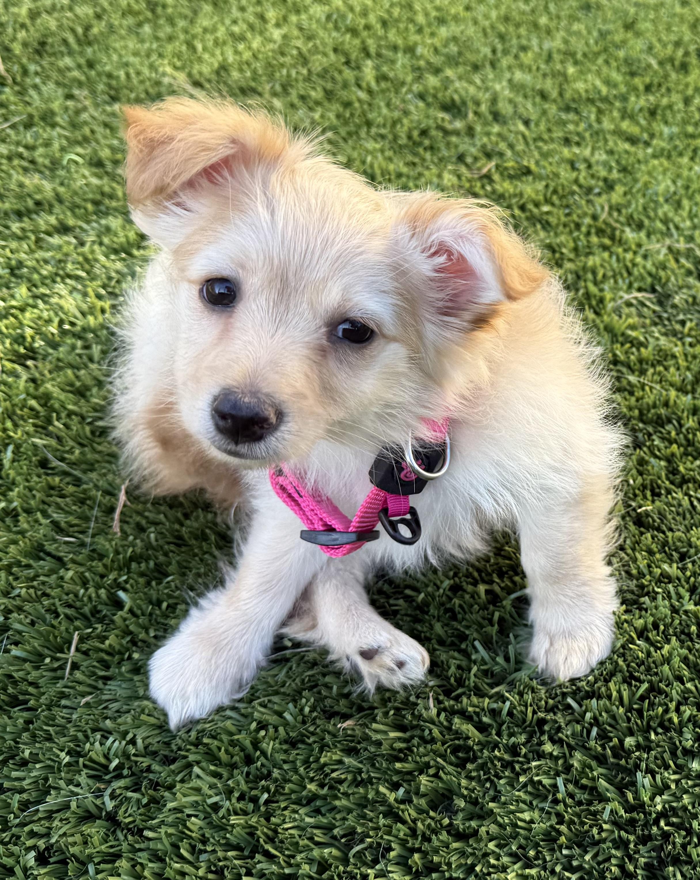 Enlarge Chai, an adopted mixed breed in San Francisco, CA image 2/6