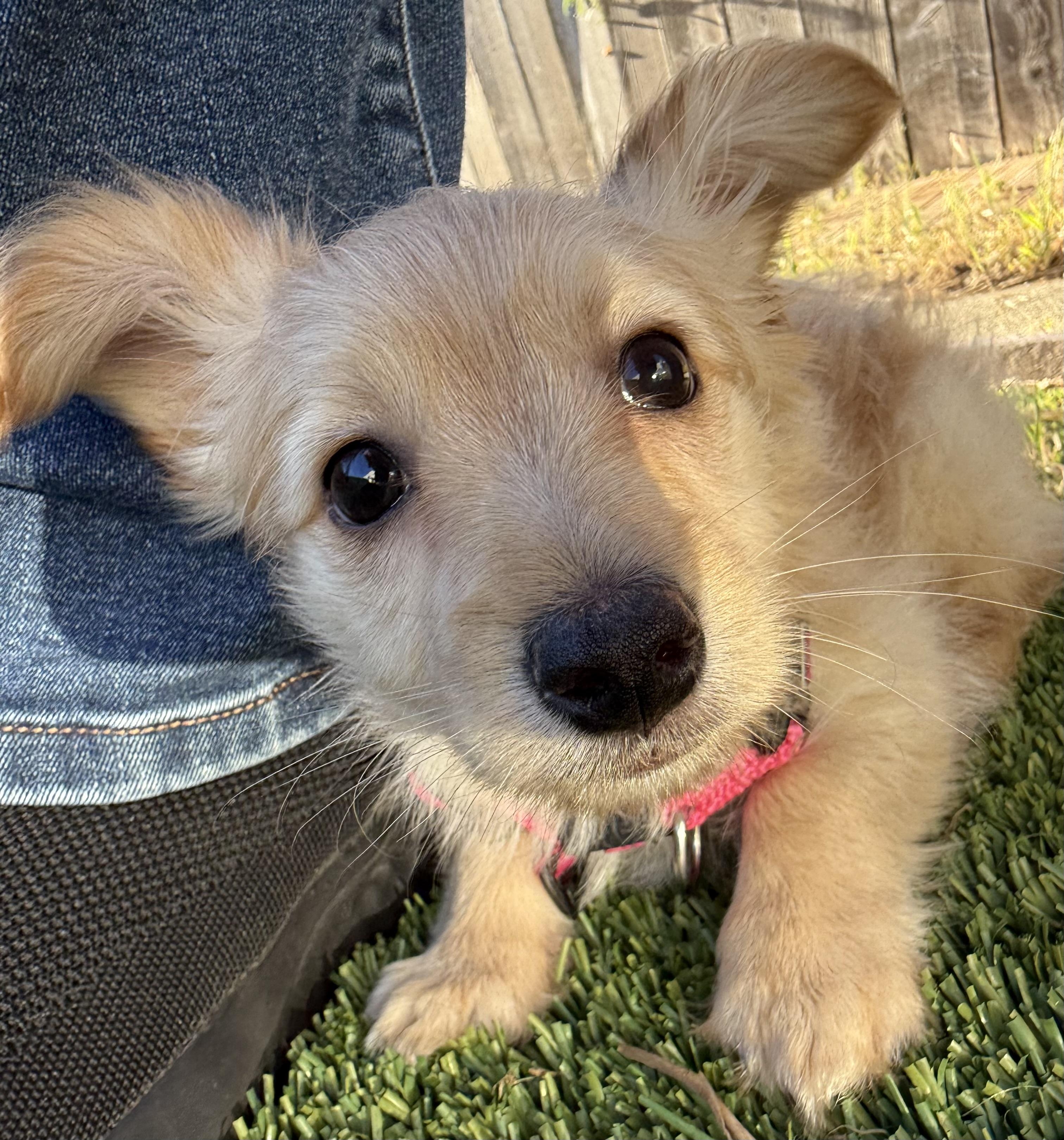 Enlarge Chai, an adopted mixed breed in San Francisco, CA image 3/6