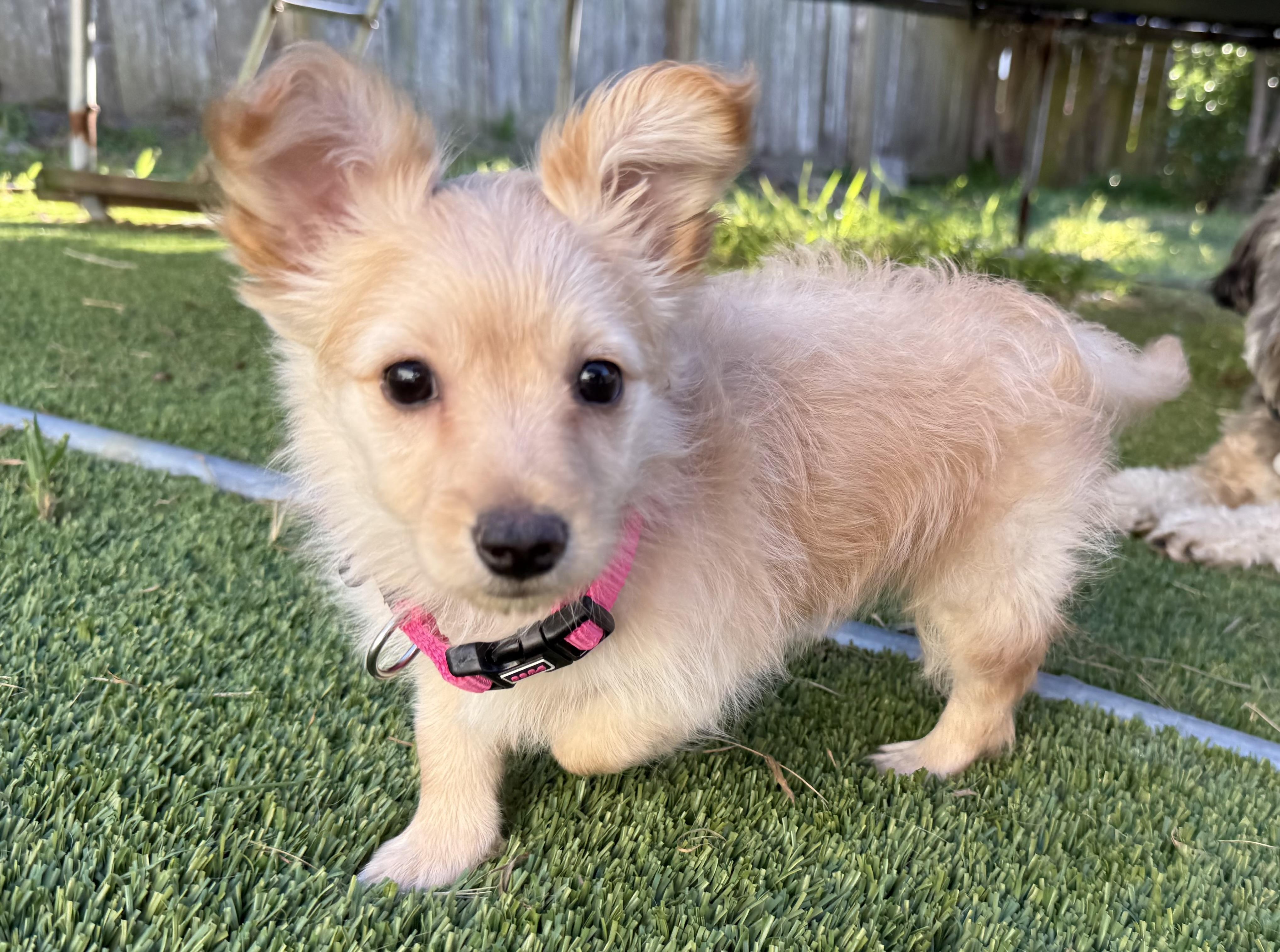 Chai, adopted, Puppy Female Yorkshire Terrier & Spaniel.