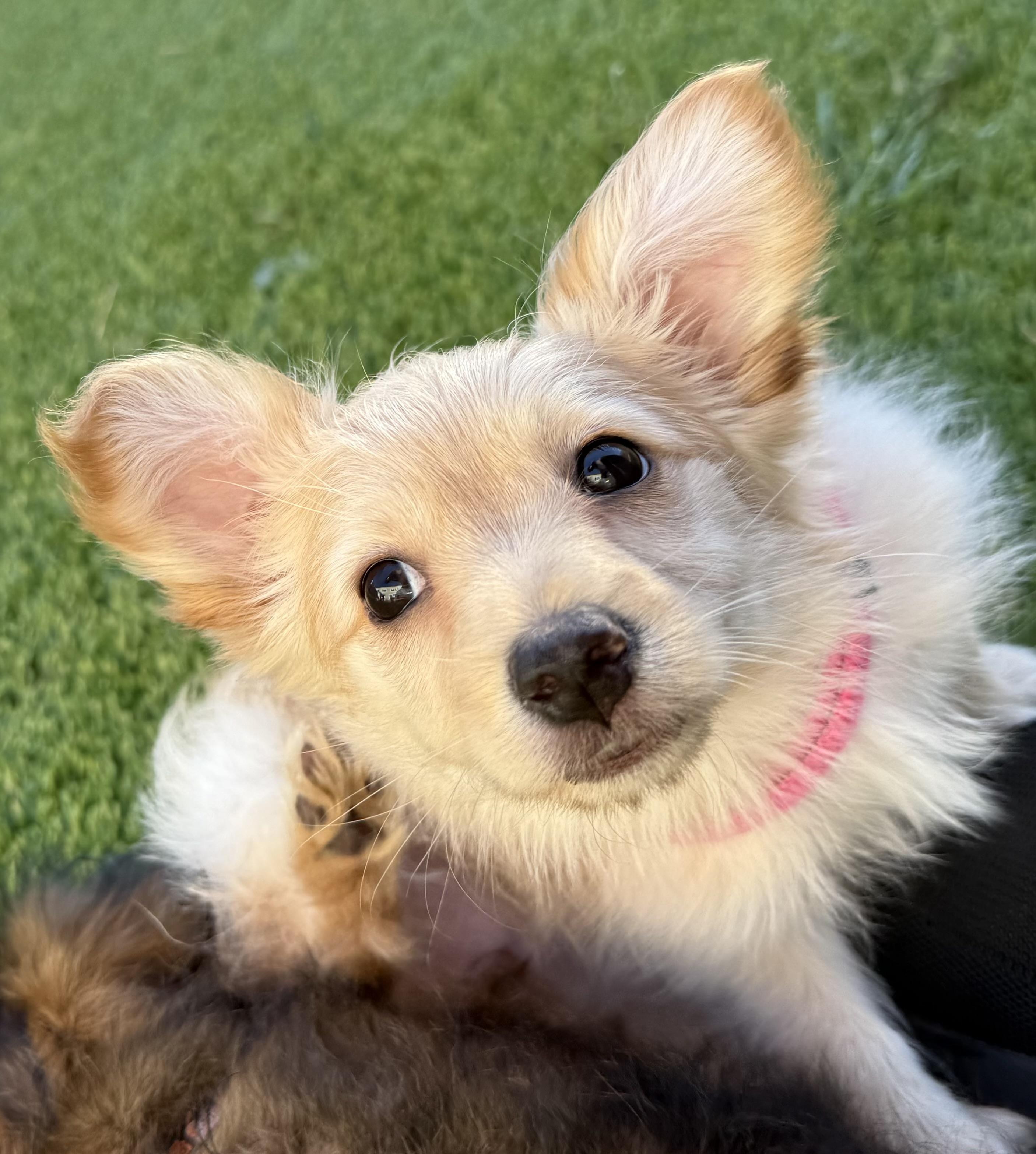 Enlarge Chai, an adopted mixed breed in San Francisco, CA image 4/6