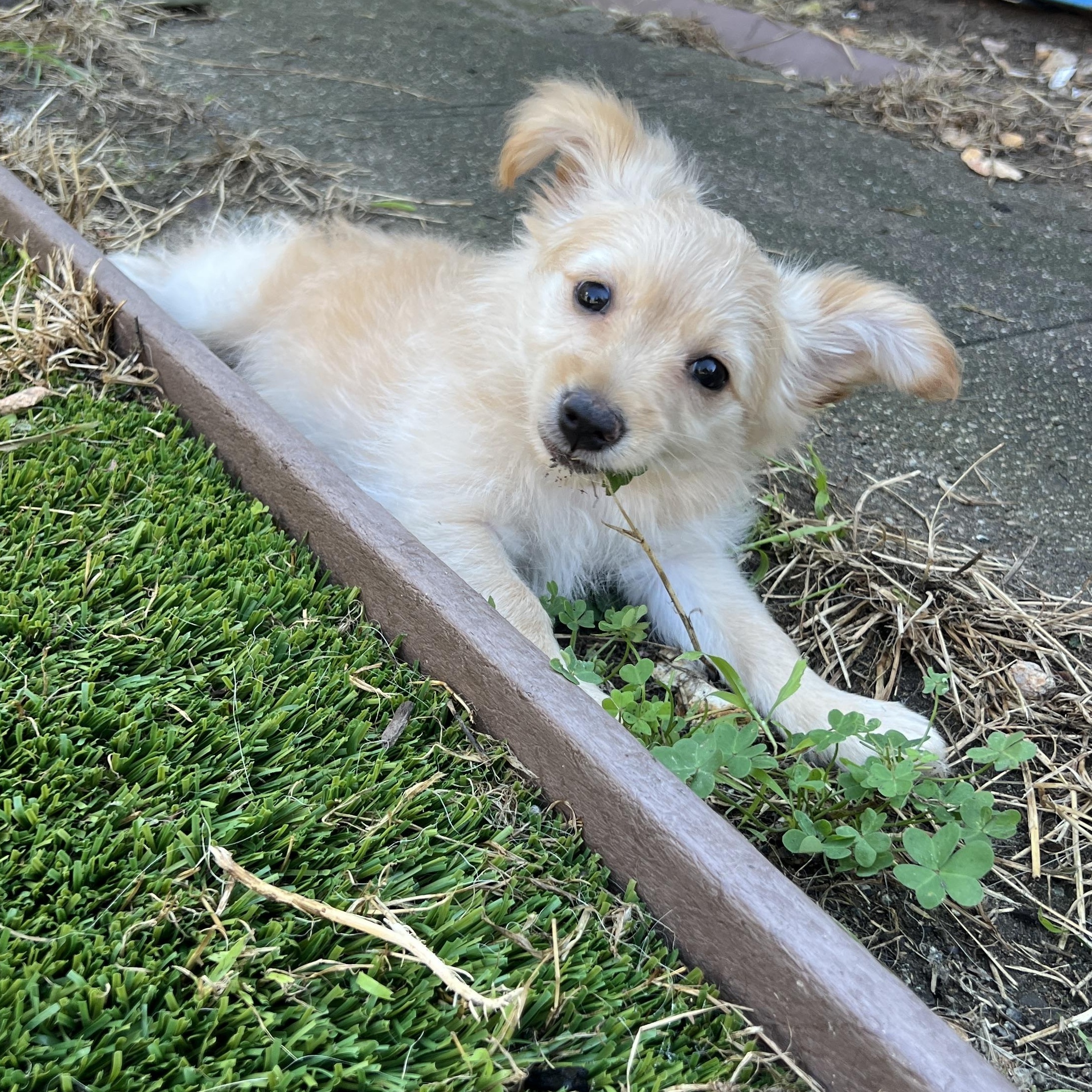 Enlarge Chai, an adopted mixed breed in San Francisco, CA image 5/6