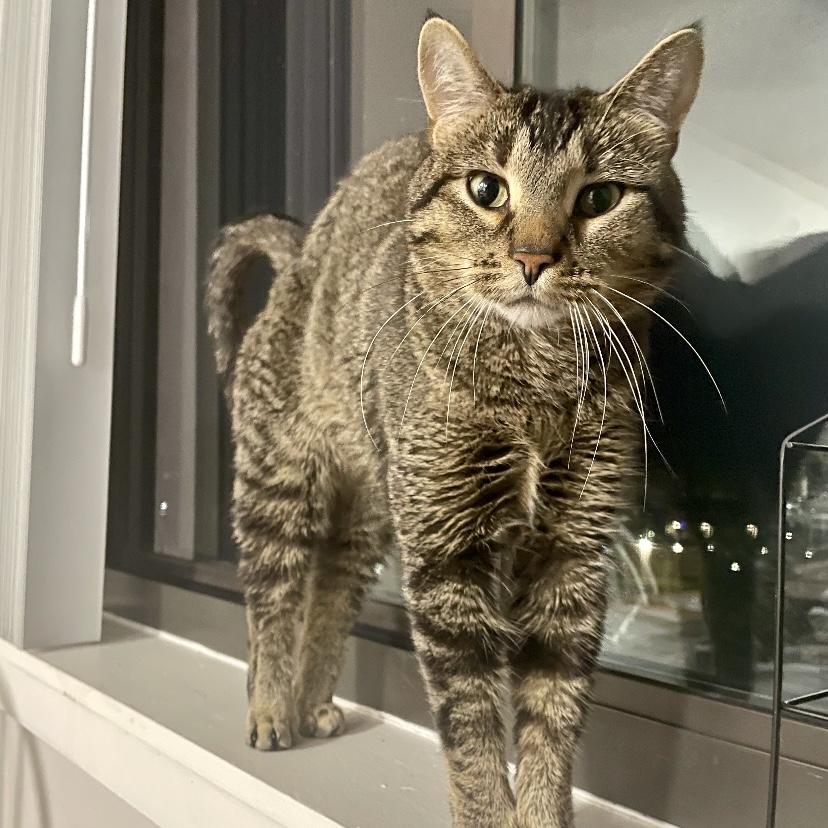 Finn, Adoptable, Adult Male Domestic Short Hair.