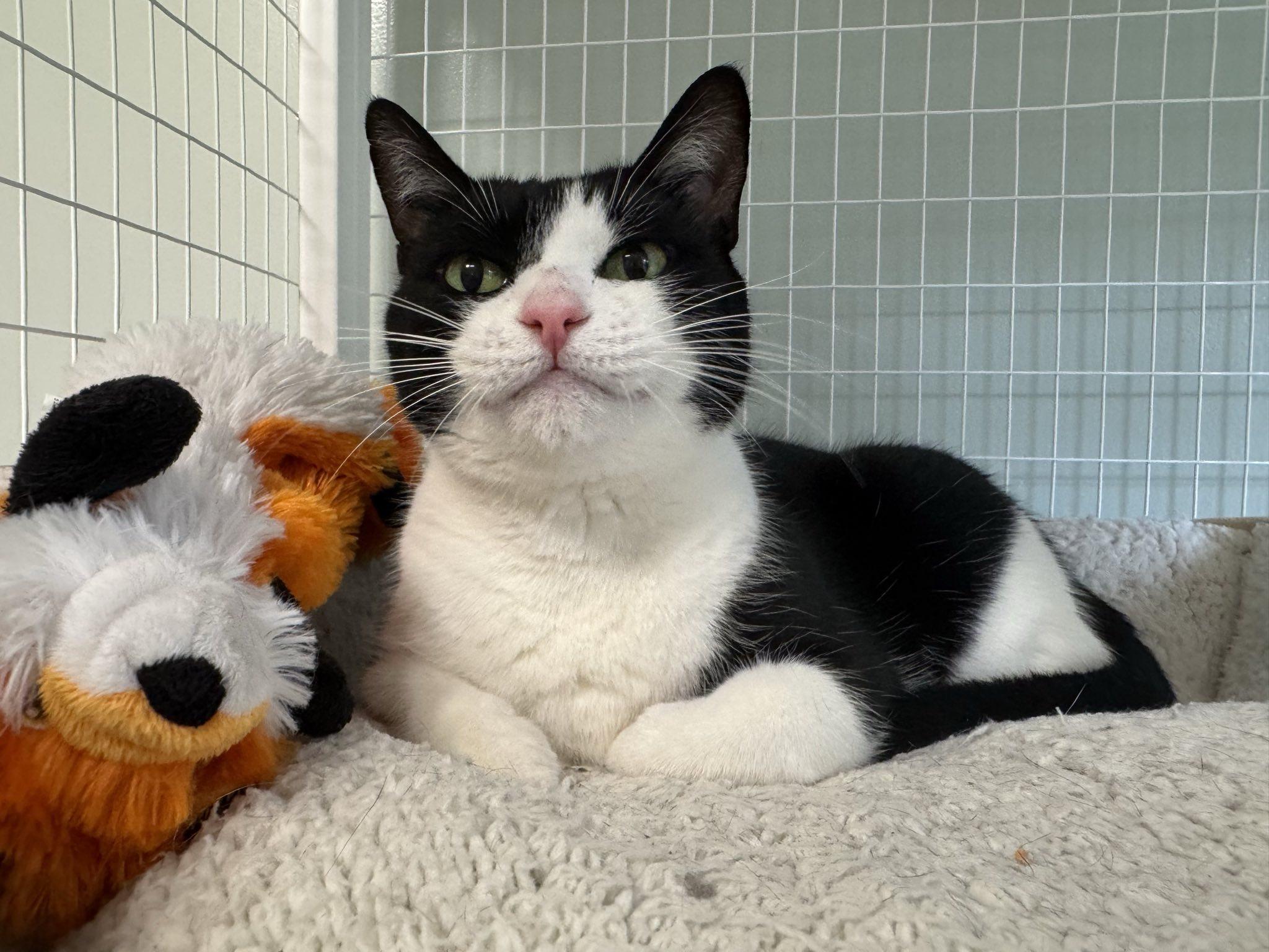 Josie May, a Adoptable Domestic Short Hair in Suffolk, VA image 1/2