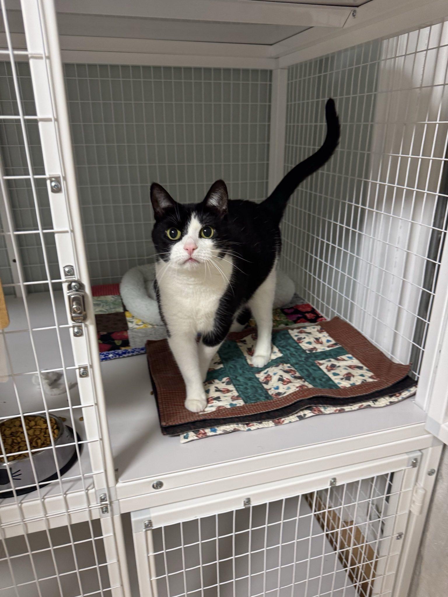 Josie May, a Adoptable Domestic Short Hair in Suffolk, VA image 2/2