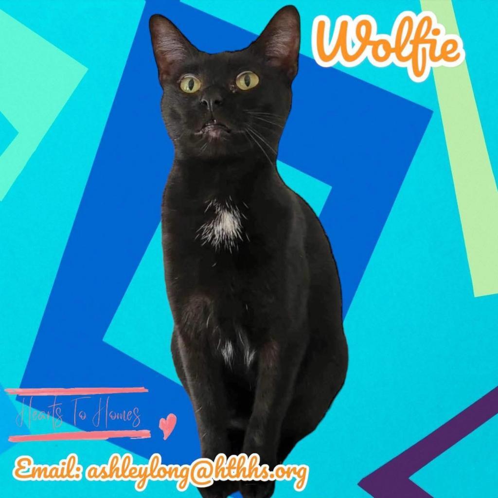 Wolfie, Adoptable, Adult Male Domestic Short Hair.
