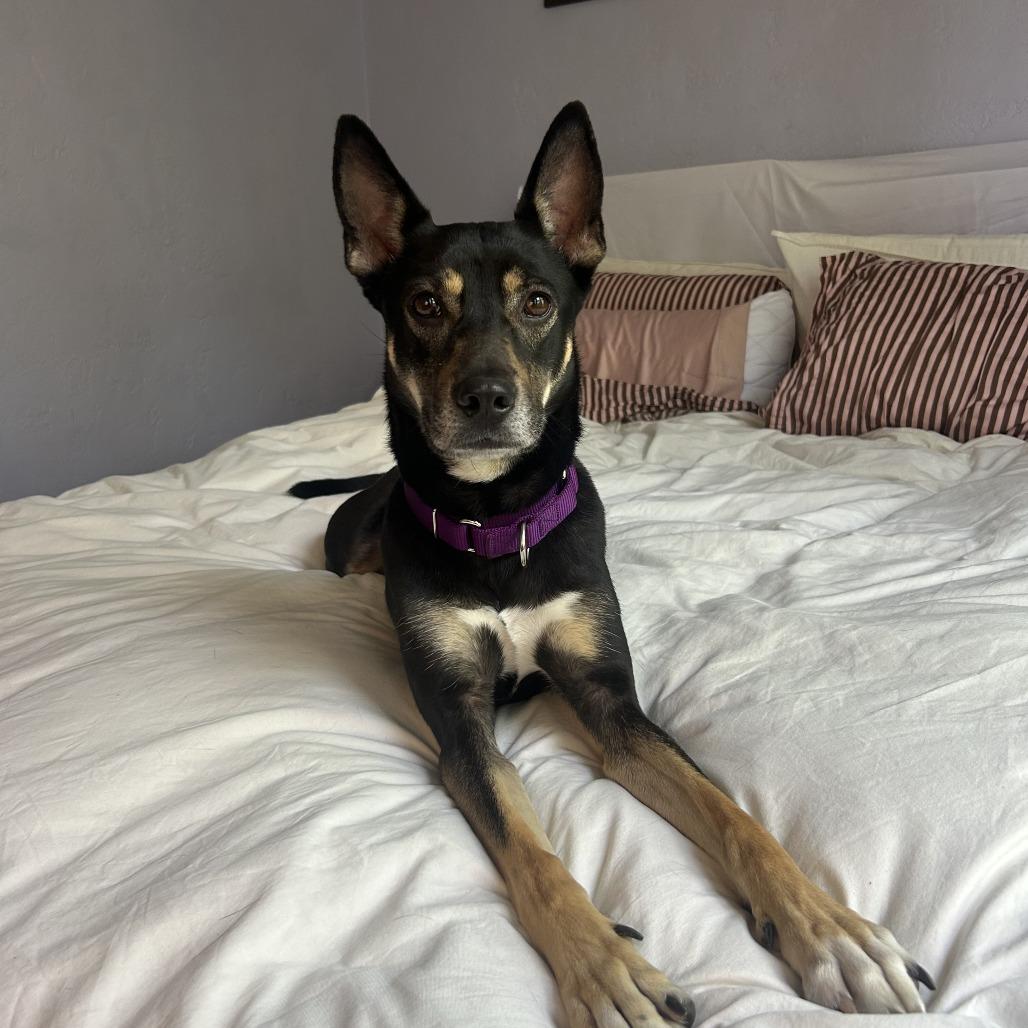 Violet, Adoptable, Adult Female Shepherd & Mixed Breed.