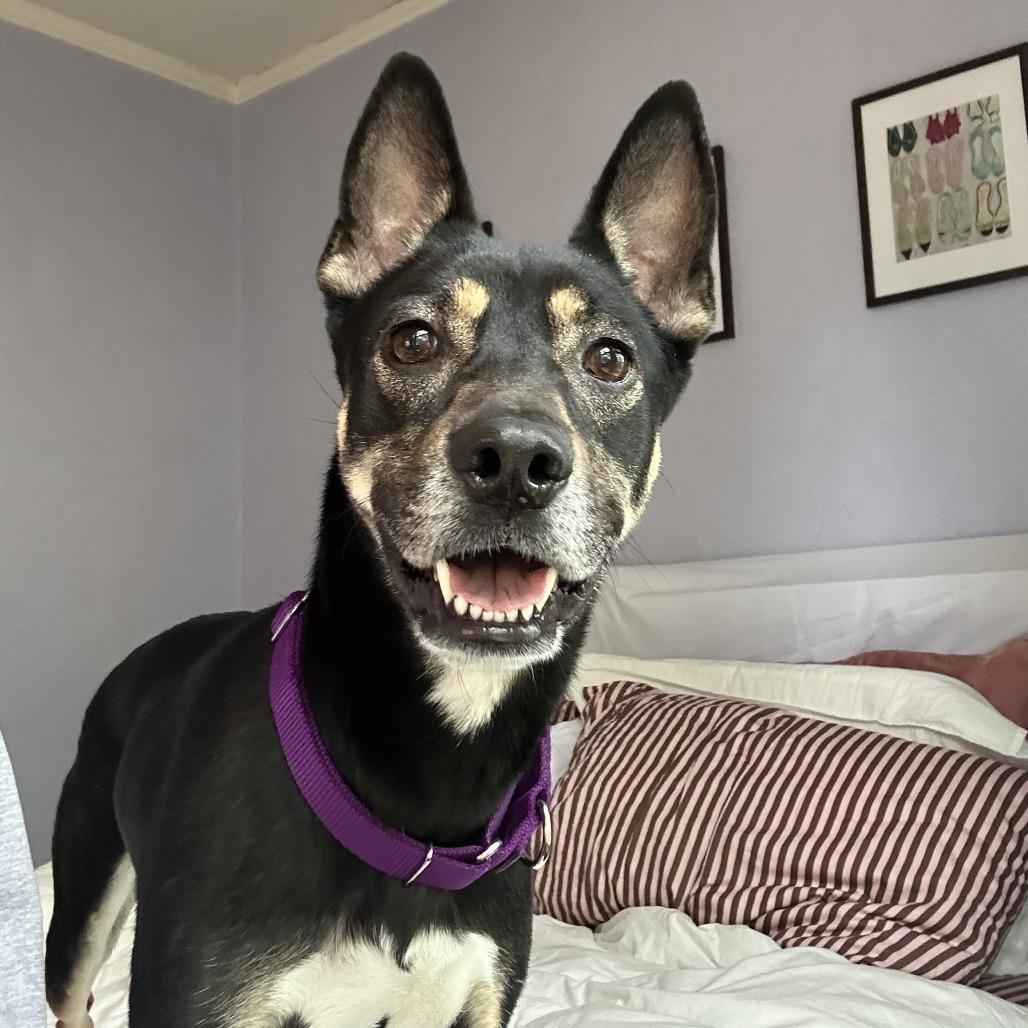 Enlarge Violet, a Adoptable mixed breed in Pullman, WA image 2/5