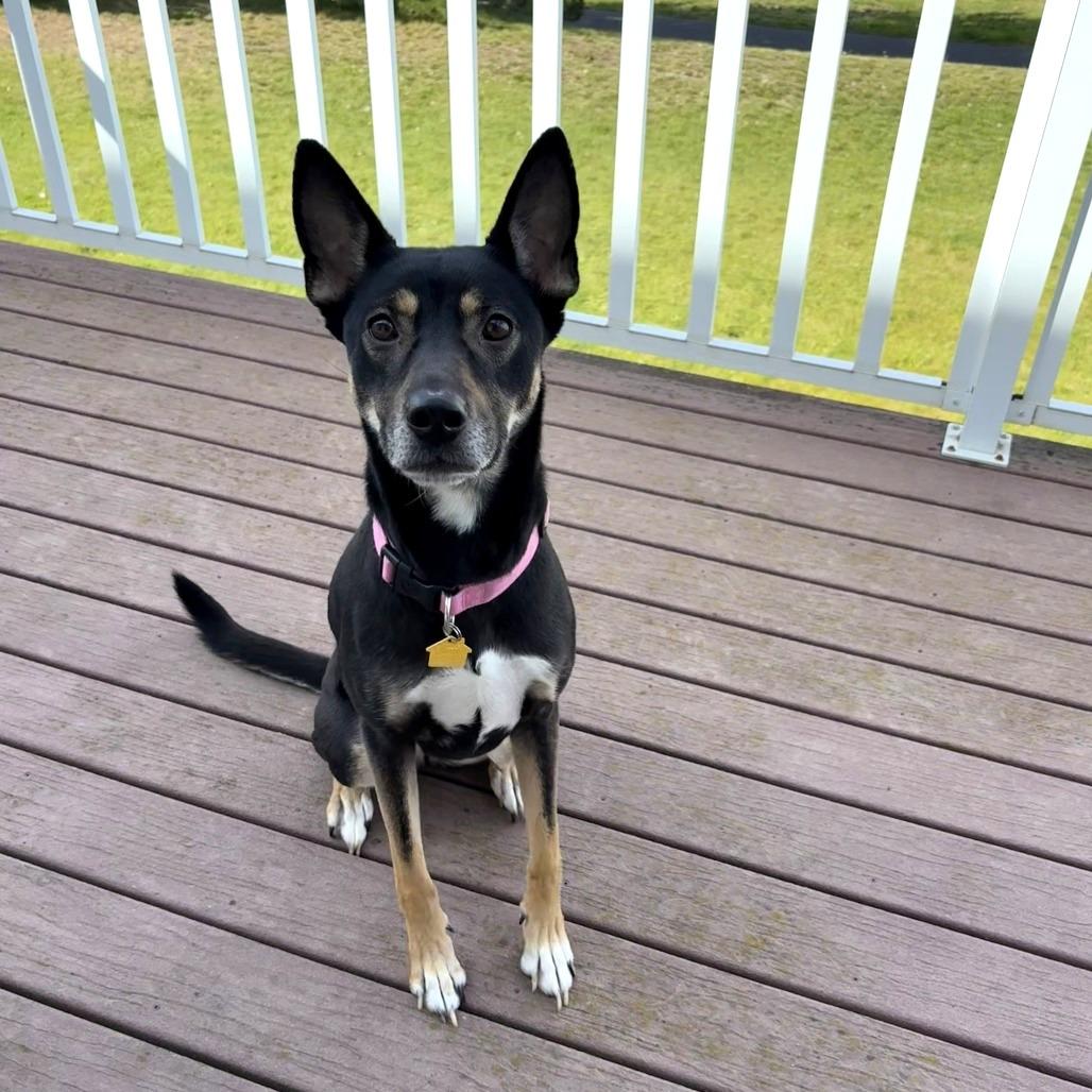 Enlarge Violet, a Adoptable mixed breed in Pullman, WA image 3/5