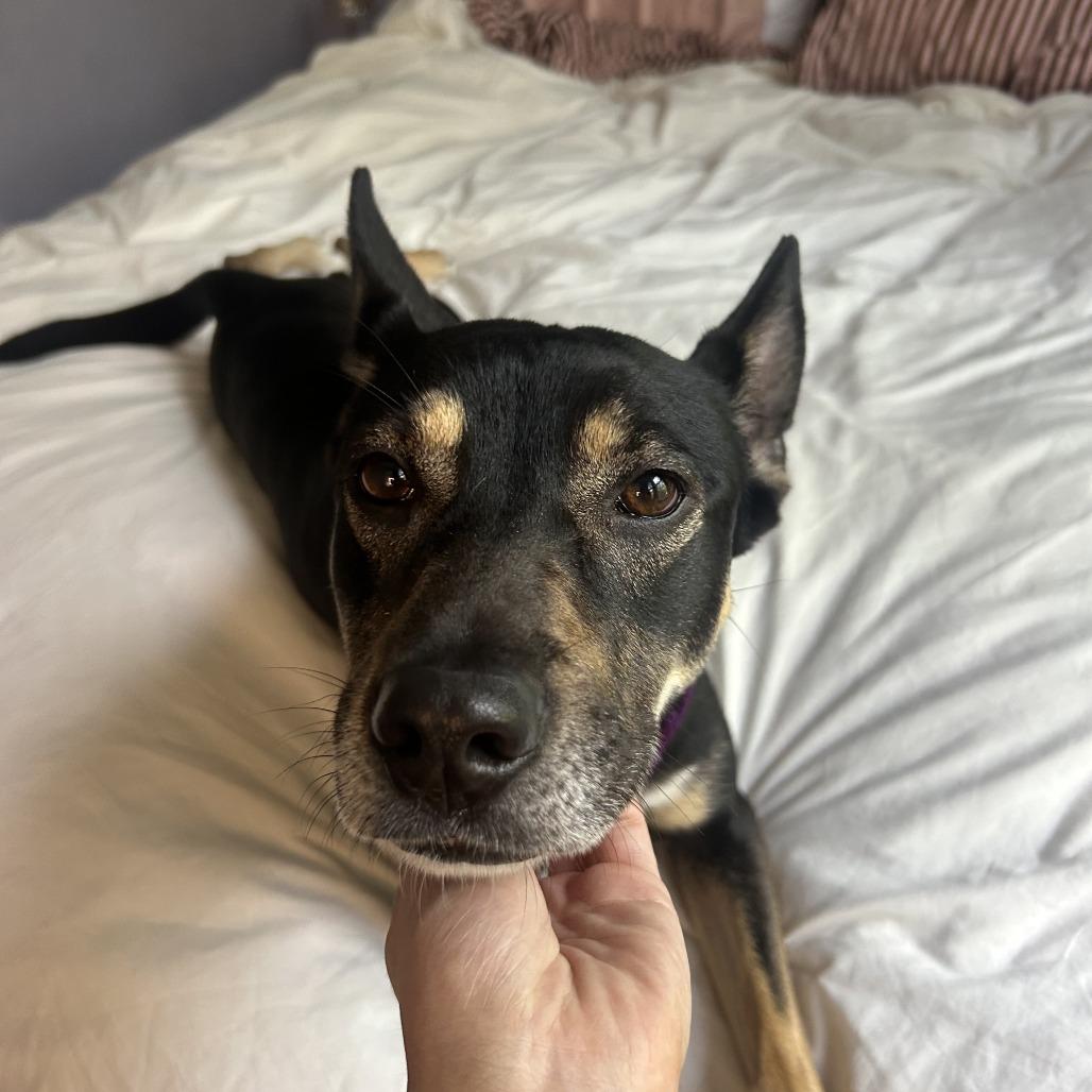 Enlarge Violet, a Adoptable mixed breed in Pullman, WA image 4/5
