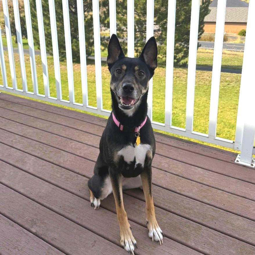 Enlarge Violet, a Adoptable mixed breed in Pullman, WA image 5/5