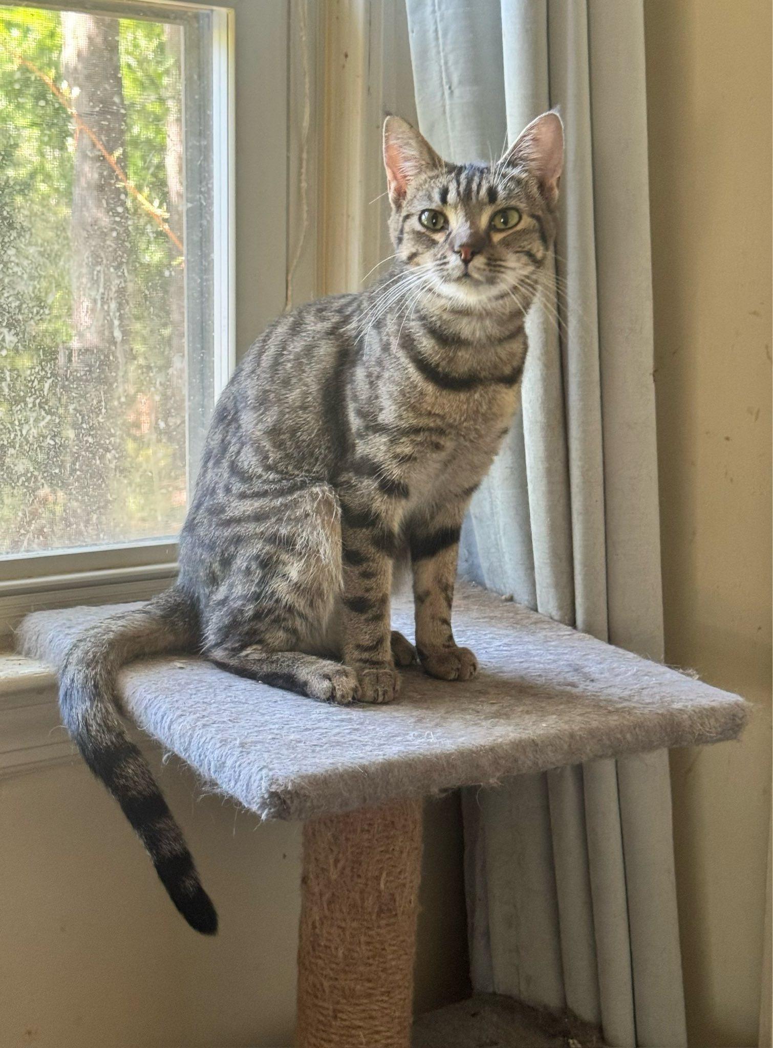 Kamie, Adoptable, Adult Female Bengal & Tabby.