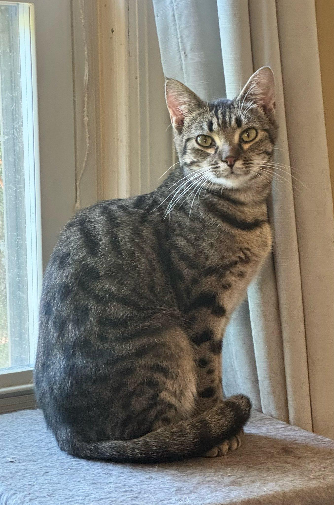 Enlarge Kamie, a Adoptable mixed breed in Columbia, SC image 2/3