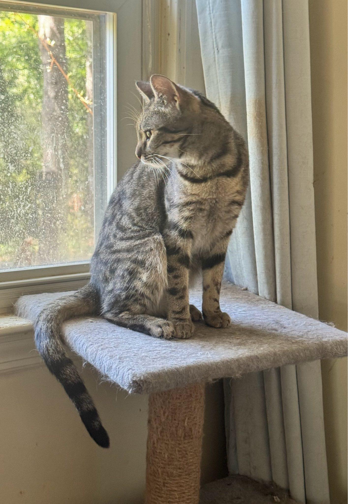 Enlarge Kamie, a Adoptable mixed breed in Columbia, SC image 3/3