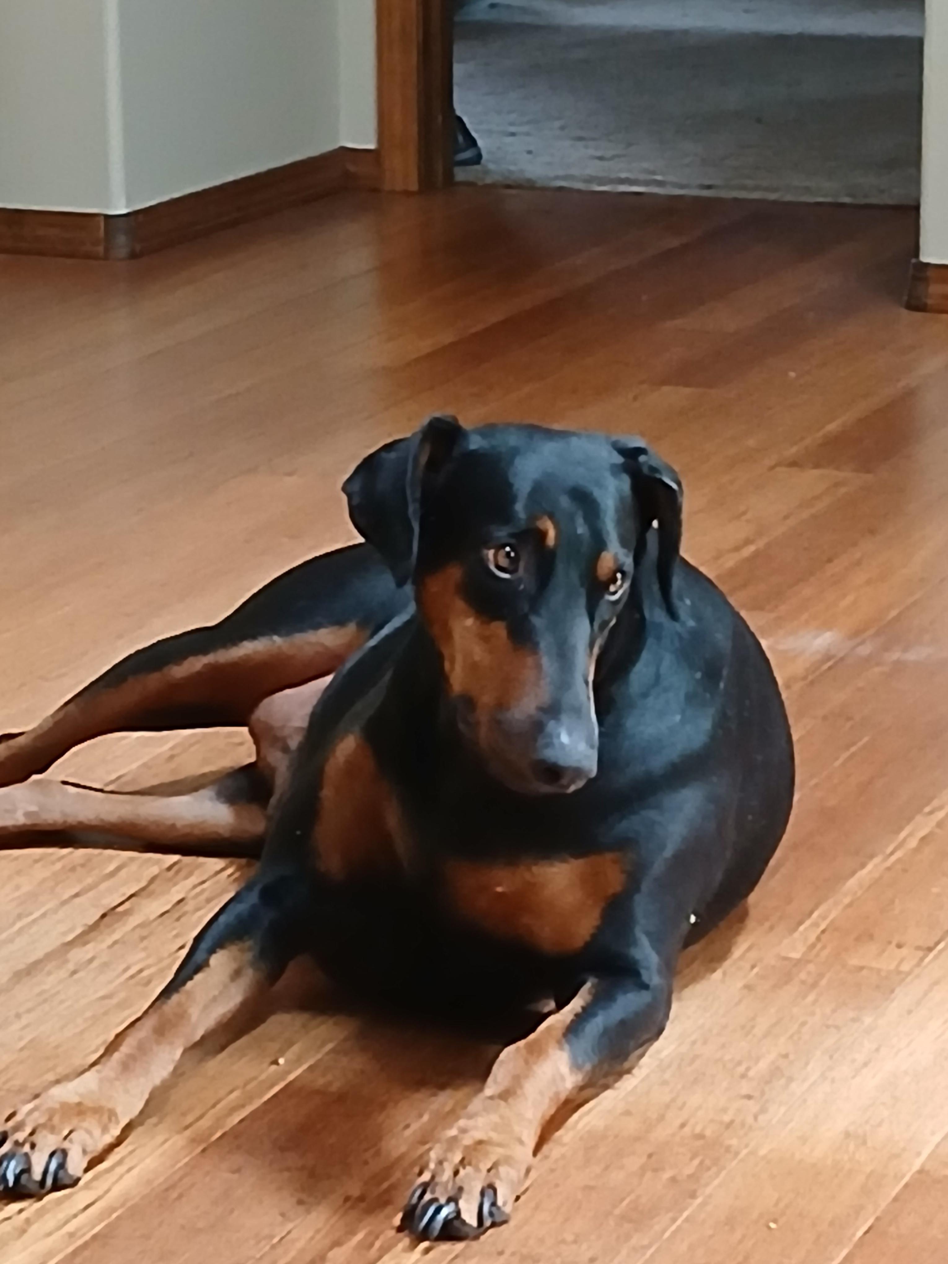 Olivia, a Adopted Doberman Pinscher in Shoreline, WA image 2/6