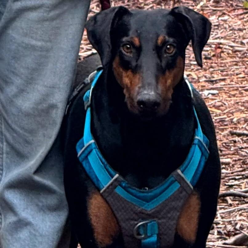 Olivia, a Adopted Doberman Pinscher in Shoreline, WA image 3/6