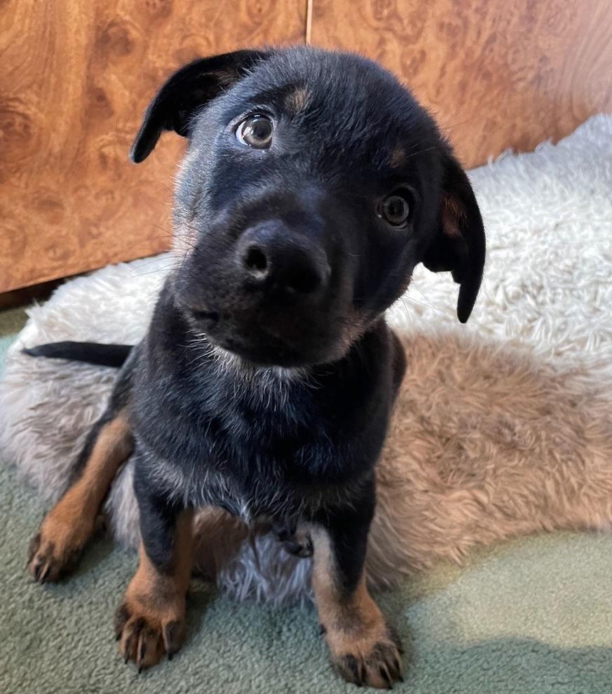 Detective Litter, Hutch, Adopted, Puppy Male German Shepherd Dog.