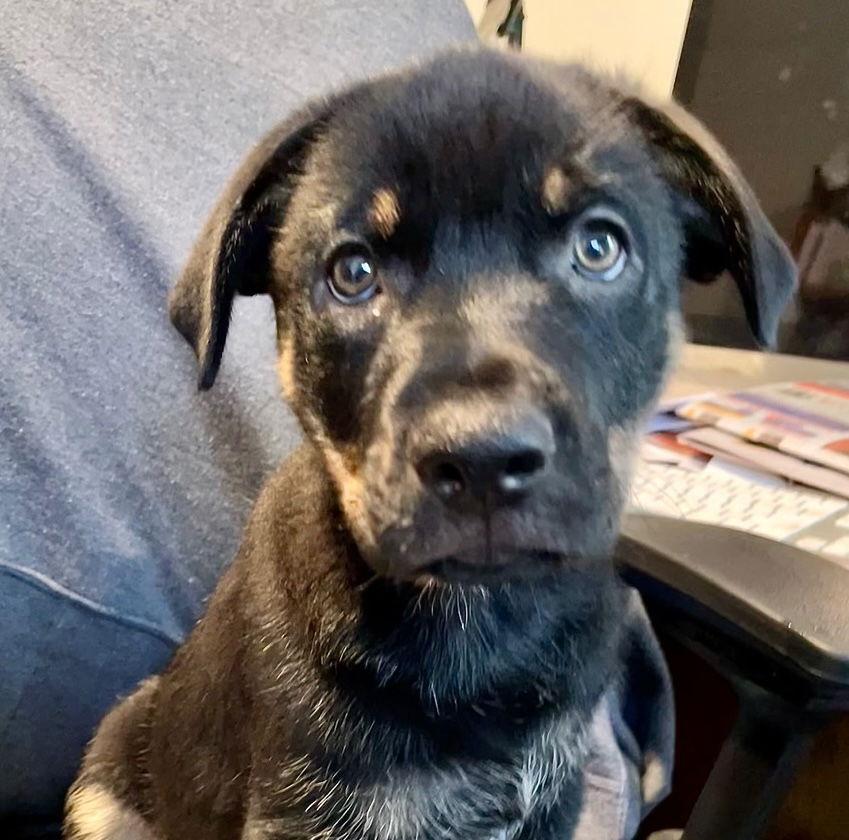 Detective Litter, Hutch, a Adopted German Shepherd Dog in Baltimore, MD image 2/3