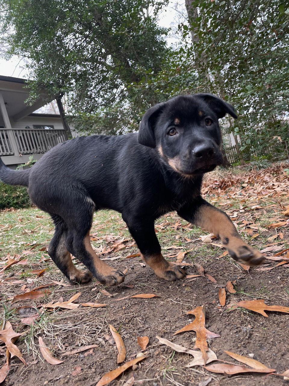 Detective Litter, Hutch, a Adopted German Shepherd Dog in Baltimore, MD image 3/3