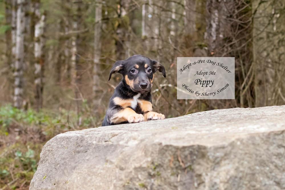 Enlarge PIPPY, a Adoptable mixed breed in Shelton, WA image 6/6