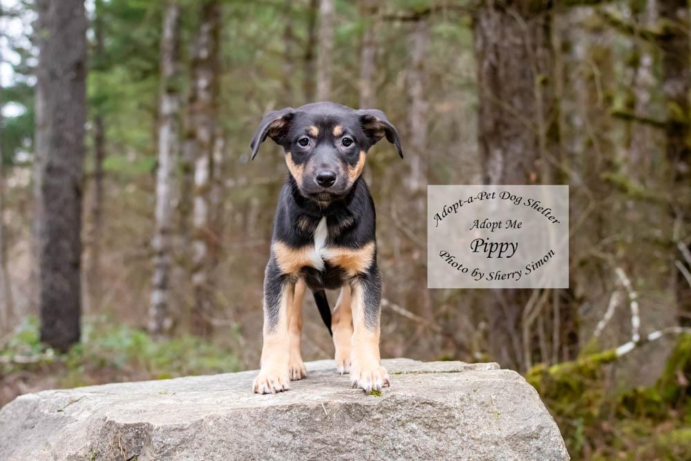 Enlarge PIPPY, a Adoptable mixed breed in Shelton, WA image 2/6