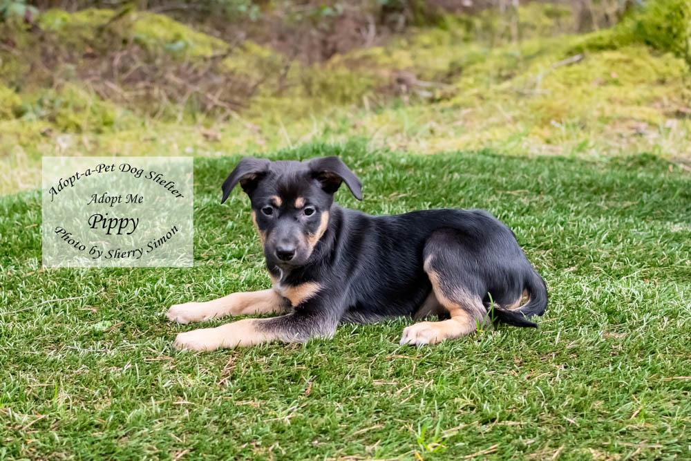 Enlarge PIPPY, a Adoptable mixed breed in Shelton, WA image 1/6