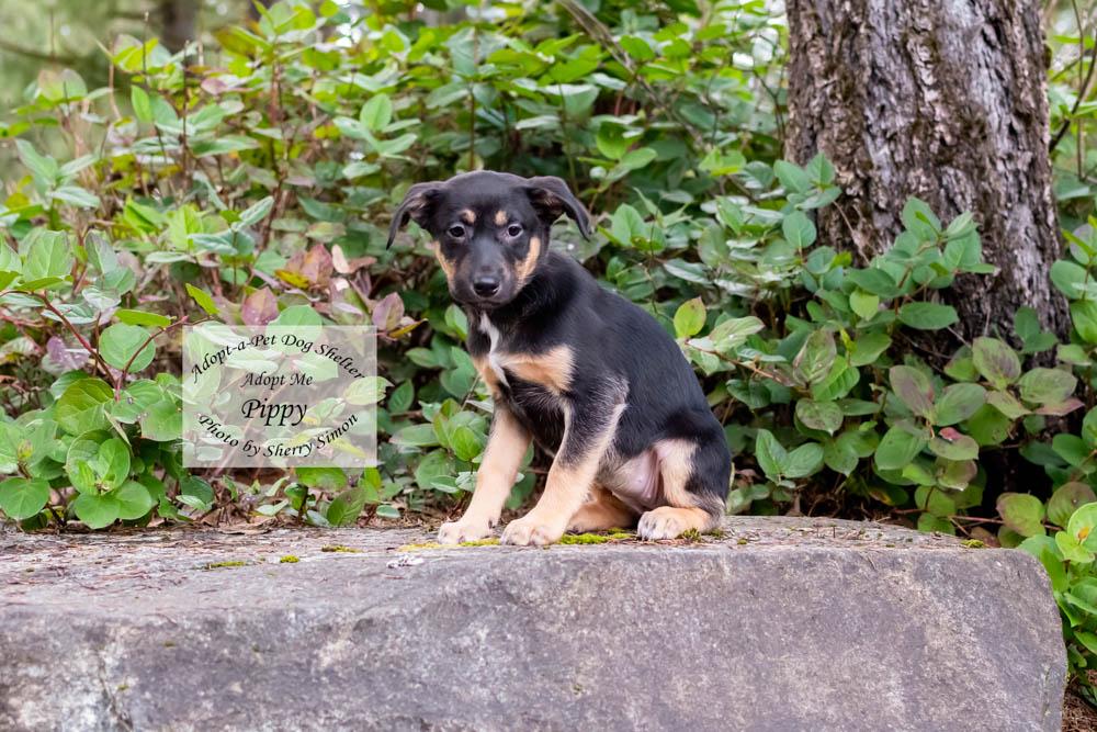 Enlarge PIPPY, a Adoptable mixed breed in Shelton, WA image 5/6