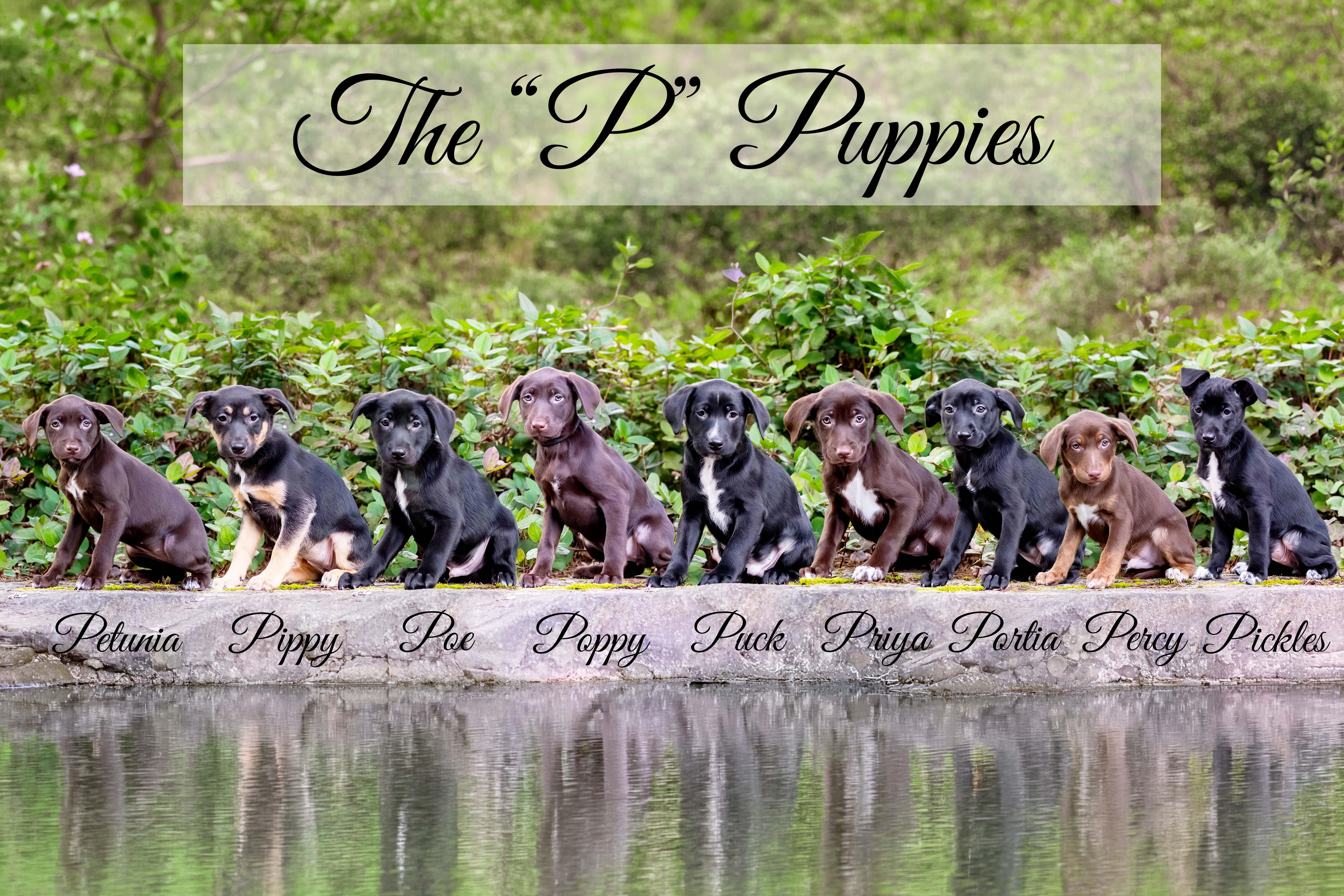 Enlarge PIPPY, a Adoptable mixed breed in Shelton, WA image 3/6