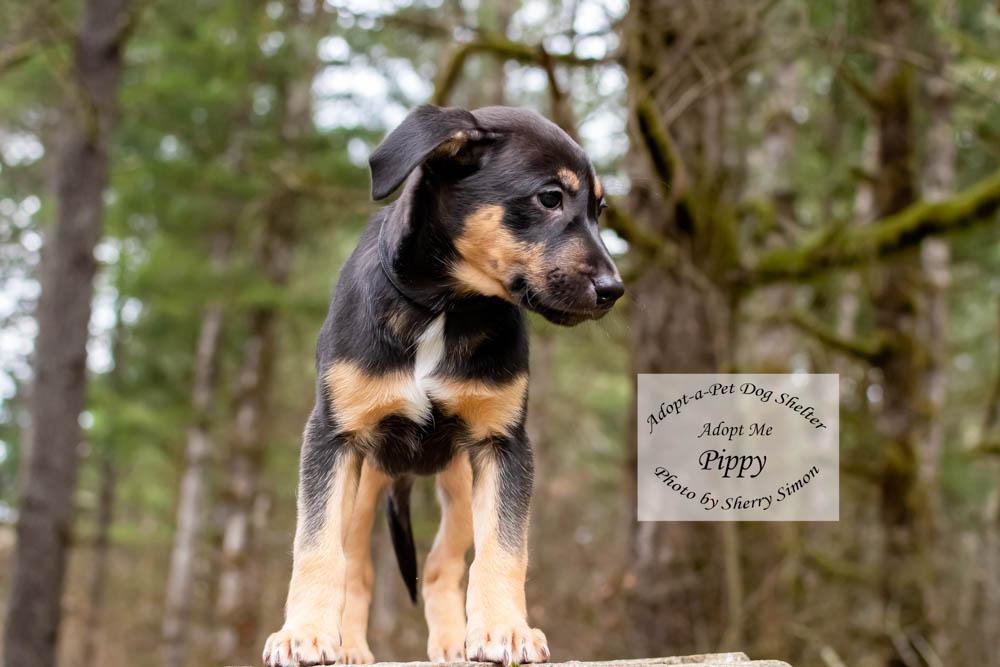 Enlarge PIPPY, a Adoptable mixed breed in Shelton, WA image 4/6