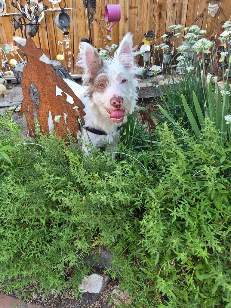 Brian/ A573621, Adoptable, Young Male Terrier & Mixed Breed.