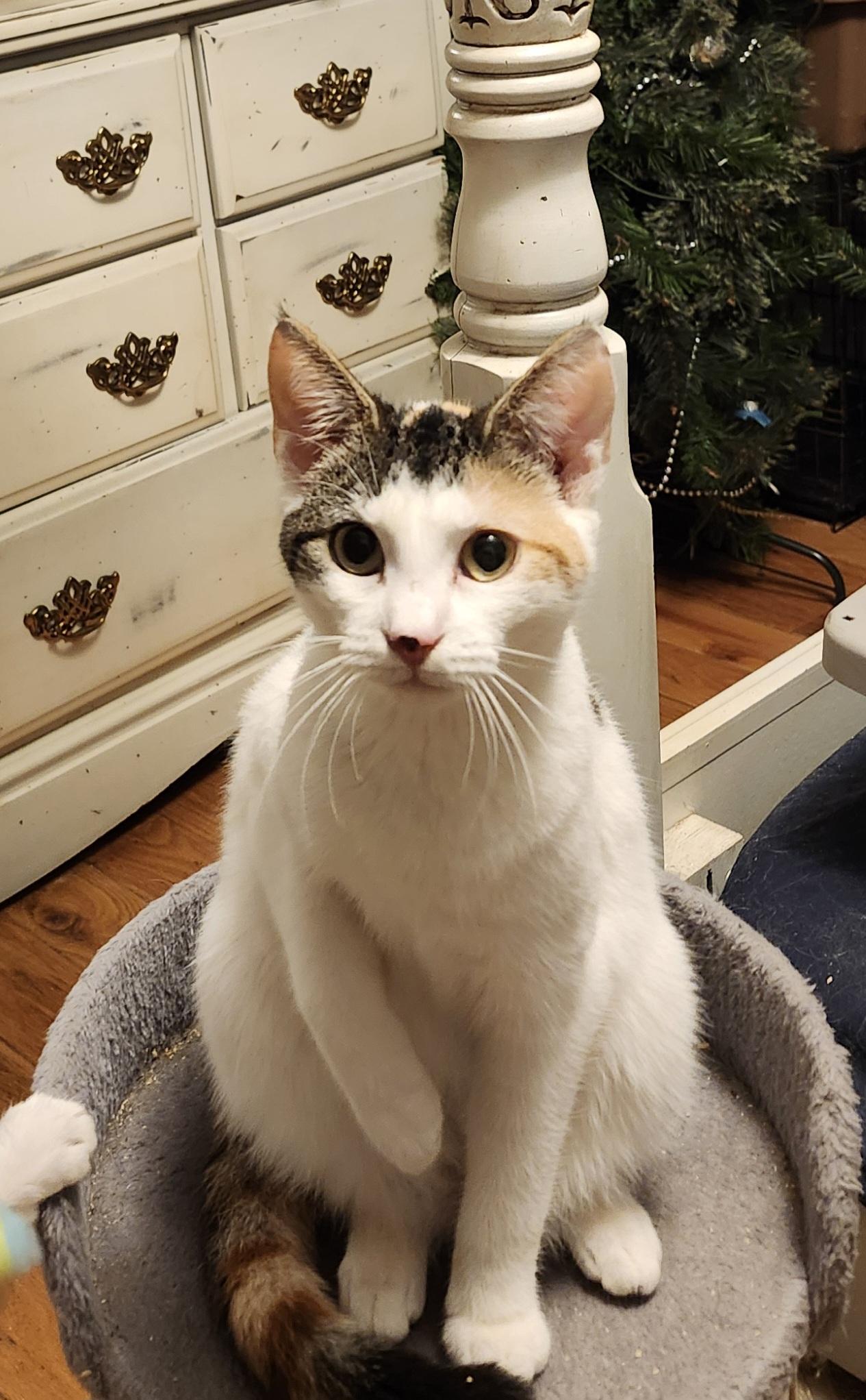 Pickles, a Adoptable Calico in Morganton, NC image 1/3