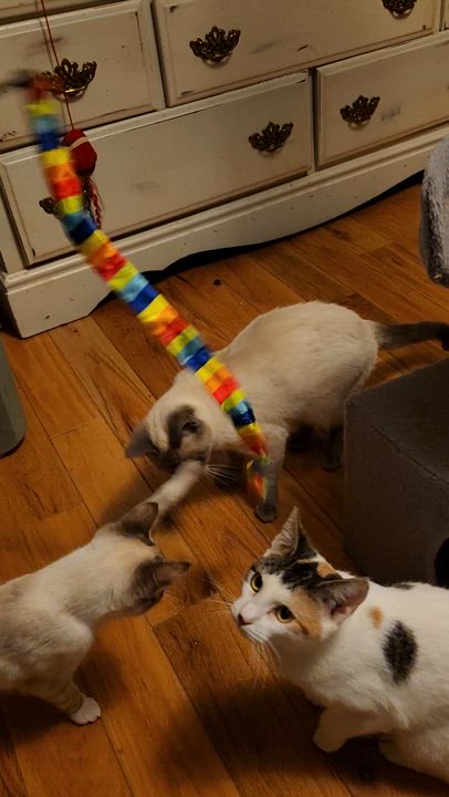 Enlarge Pickles, a Adoptable Calico in Morganton, NC video 2/3