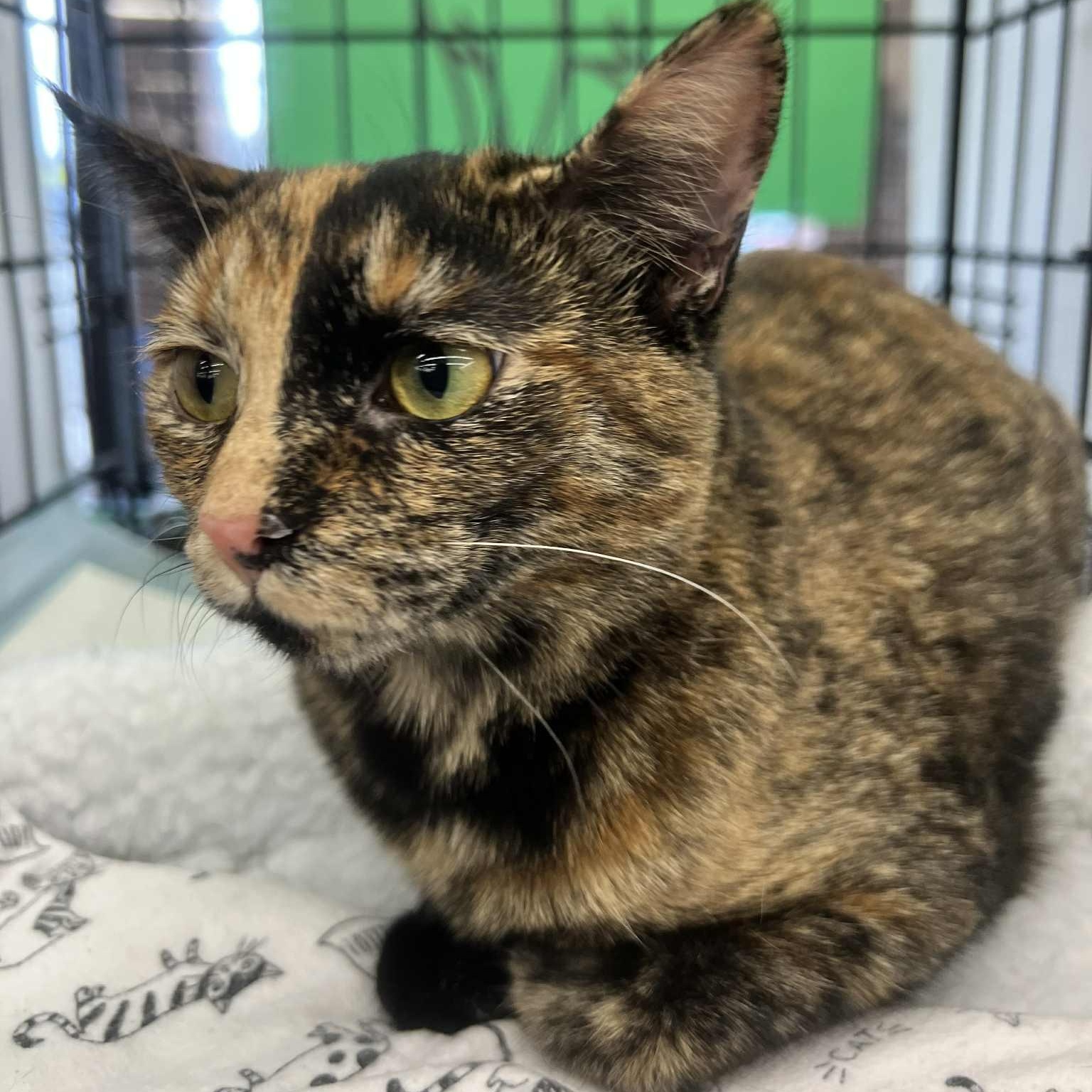 Miley, adoptable, Young Female Tortoiseshell.