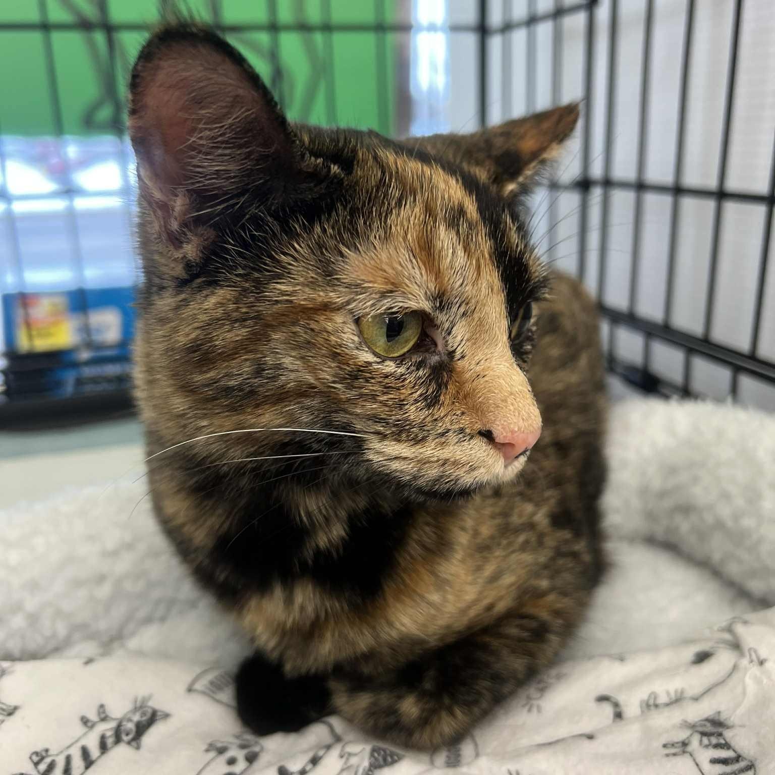 Enlarge Miley, an adoptable Tortoiseshell in Fairborn, OH image 5/6
