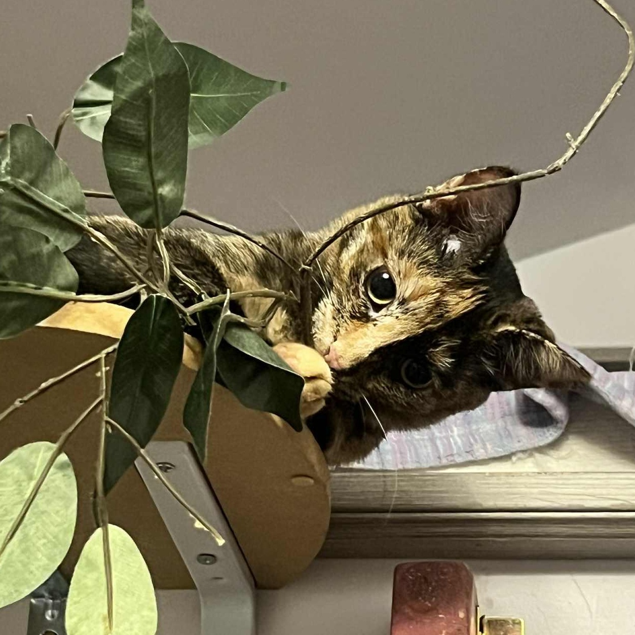 Enlarge Miley, an adoptable Tortoiseshell in Fairborn, OH image 3/6