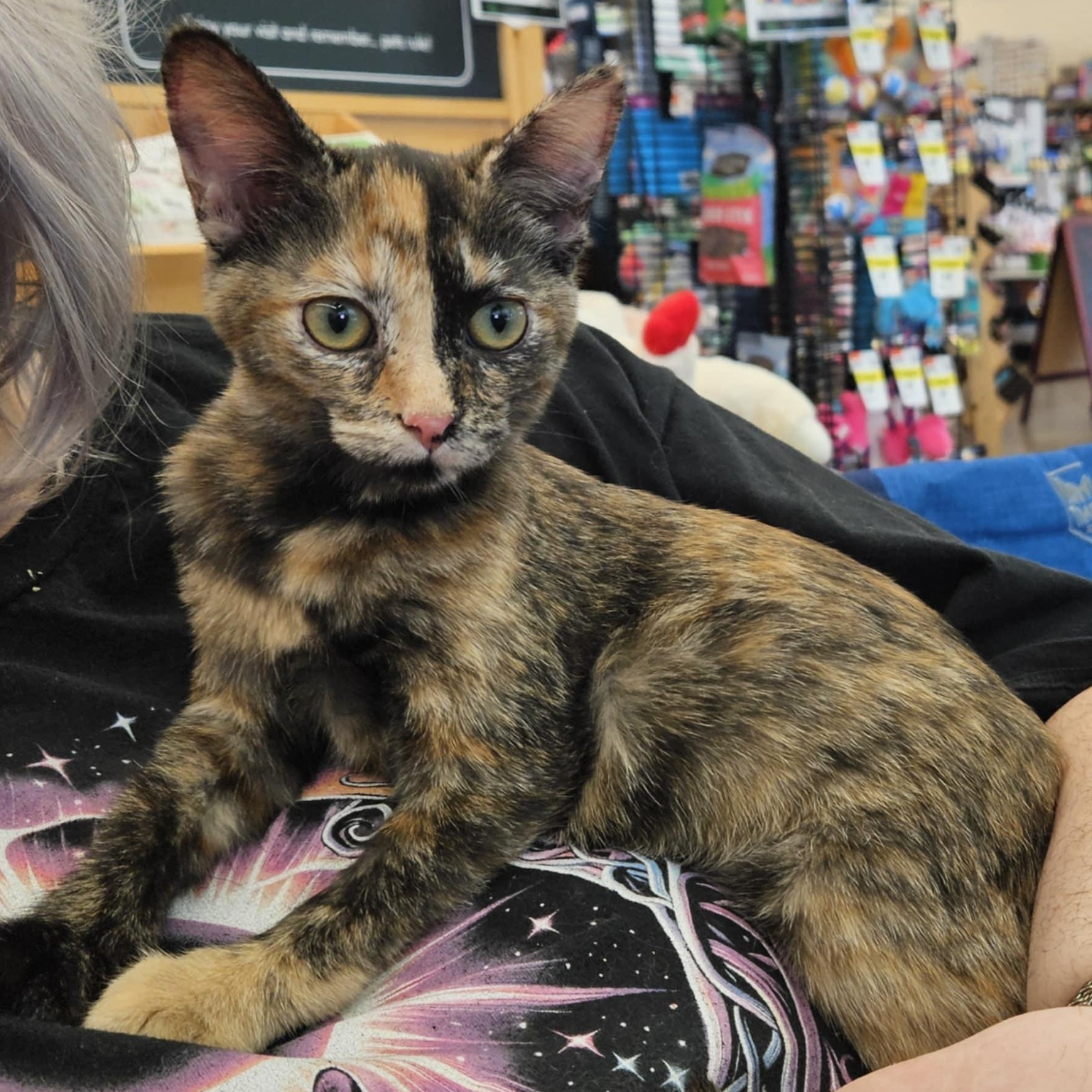 Enlarge Miley, an adoptable Tortoiseshell in Fairborn, OH image 2/6